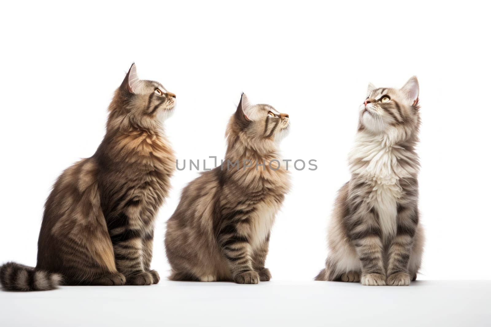 Three Maine Coon cats sitting and looking up, isolated on a white background.