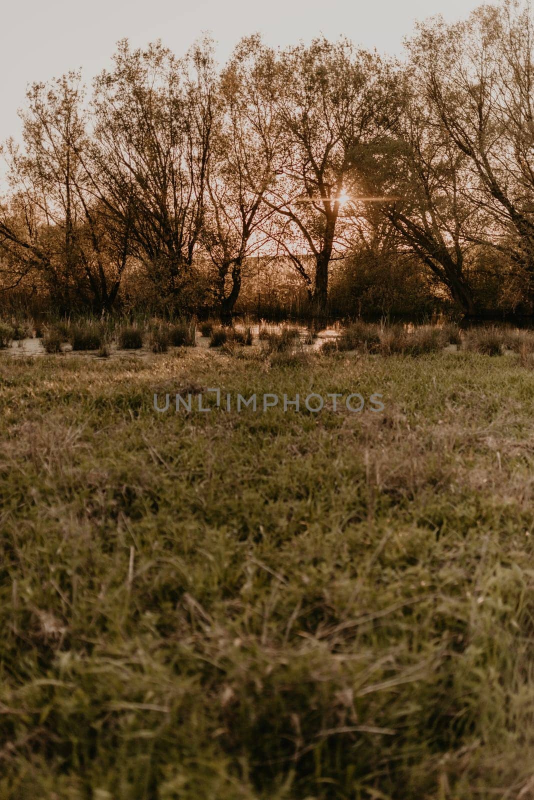 warm summer evening in nature near the wild forest and the pond at sunset. wild untouched nature without people. green trees, thick grass, calm river water. hot orange color of the sky at sunrise