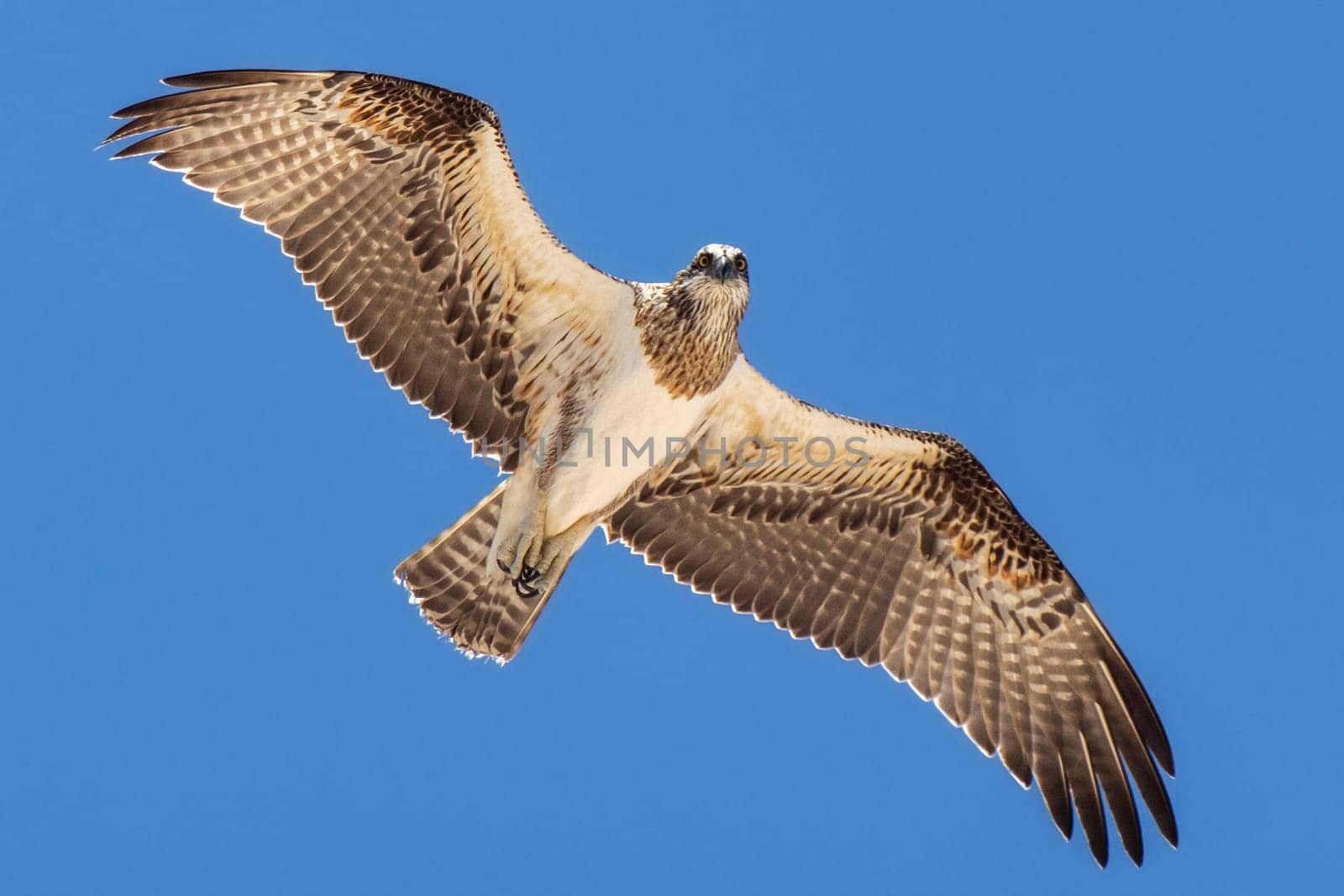 Bird of prey osprey with wings outspread in flight against a blue sky by StefanMal