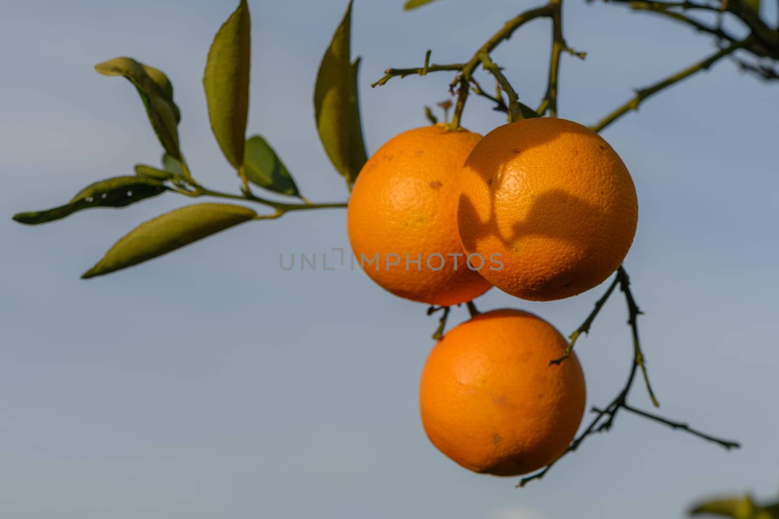 orange tree branches with ripe juicy fruits. natural fruit background outdoors 5