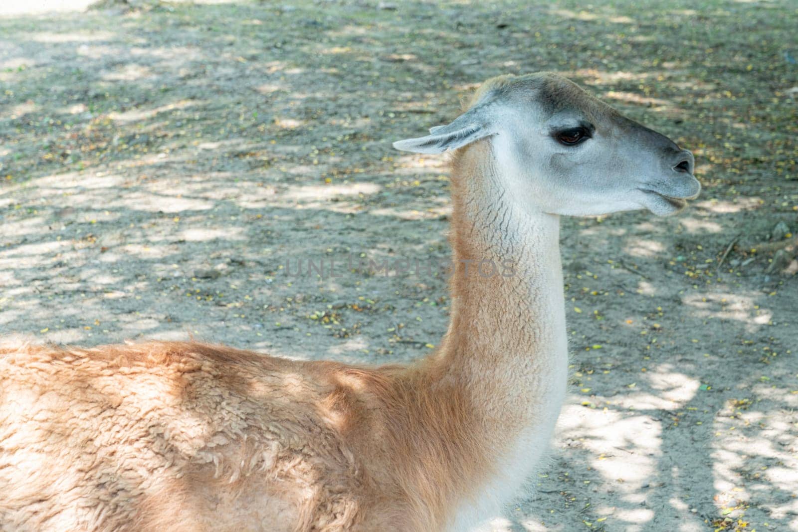 portrait of a guanaco in close-up on a homogeneous background. photo