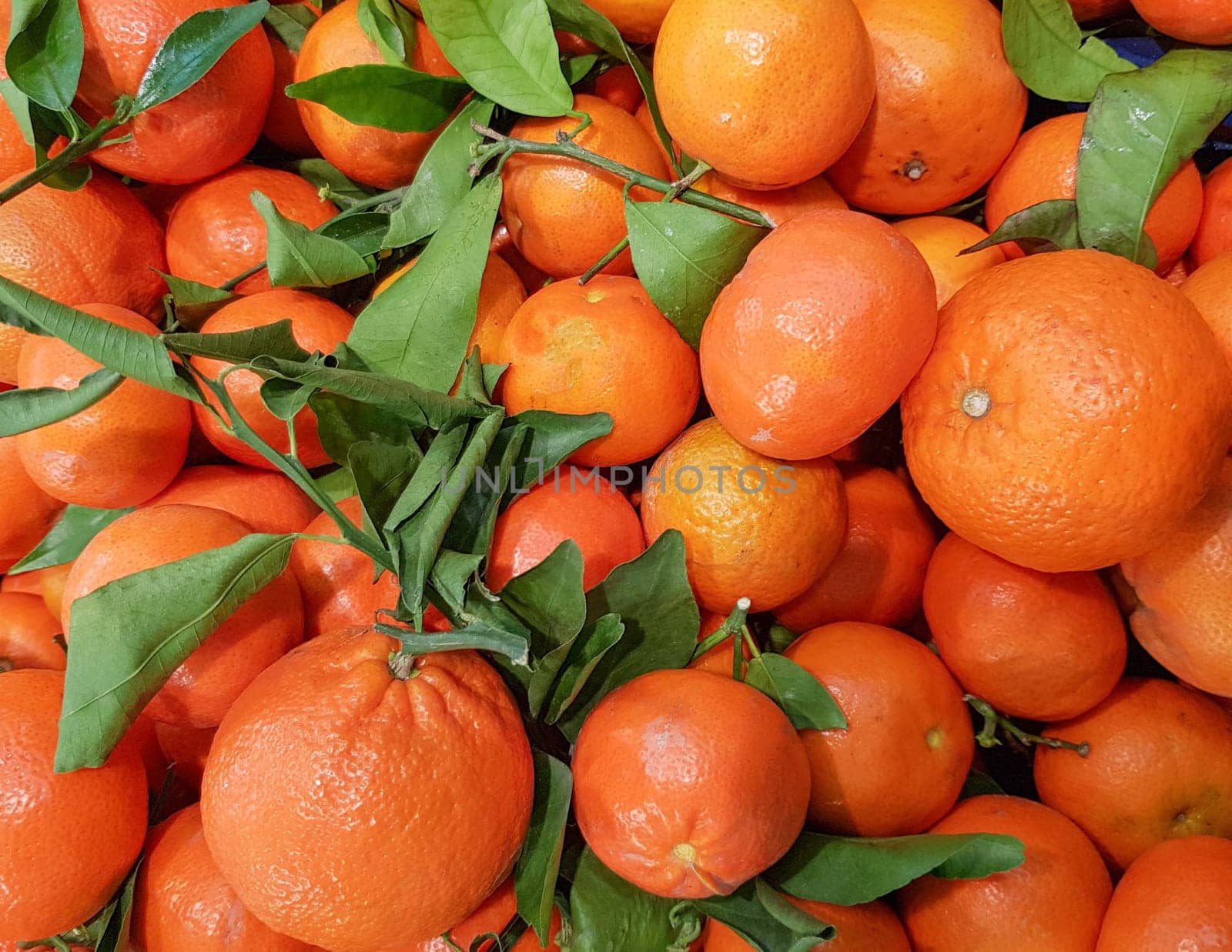 Organic background of tropical fruits, ripe tangerines on a twig with green leaves, food background.