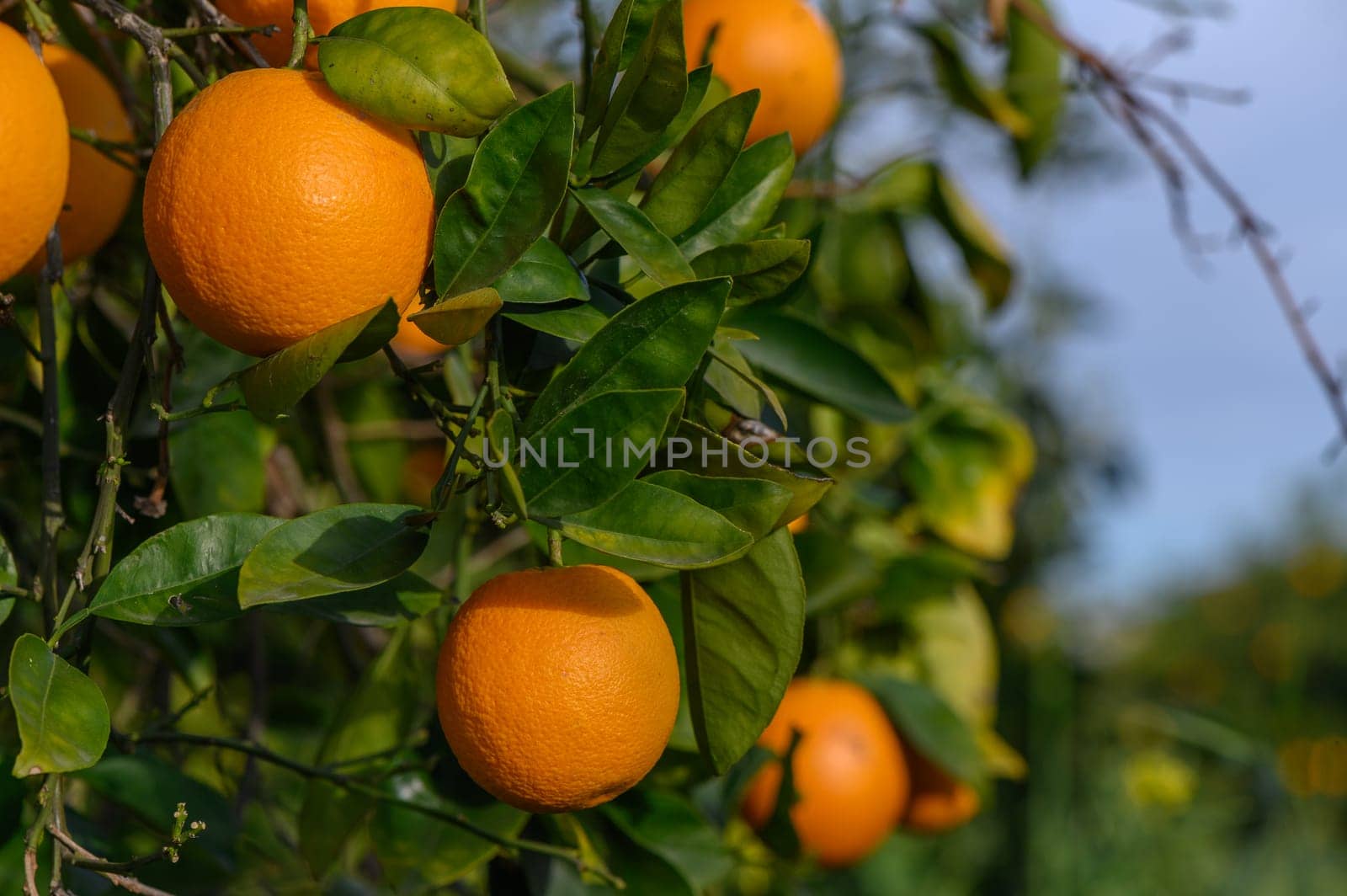 Bouquet of ripe oranges hanging on a tree, Cyprus, Gaziveren 7