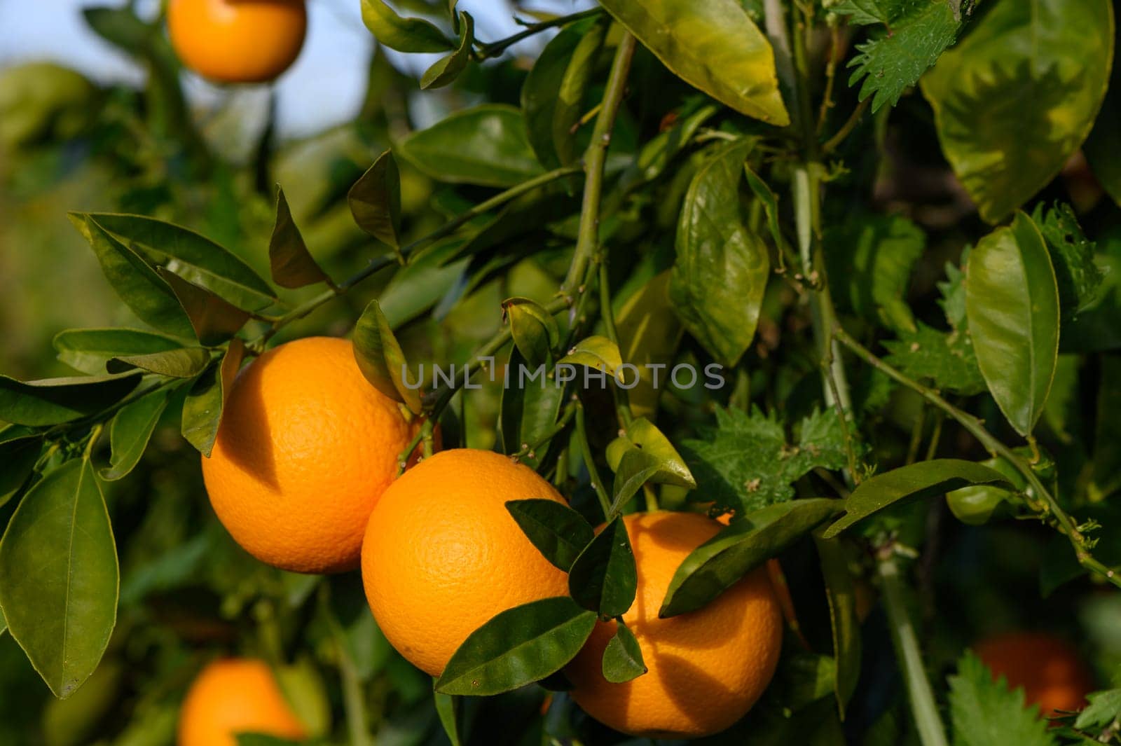 Bouquet of ripe oranges hanging on a tree, Cyprus, Gaziveren 8