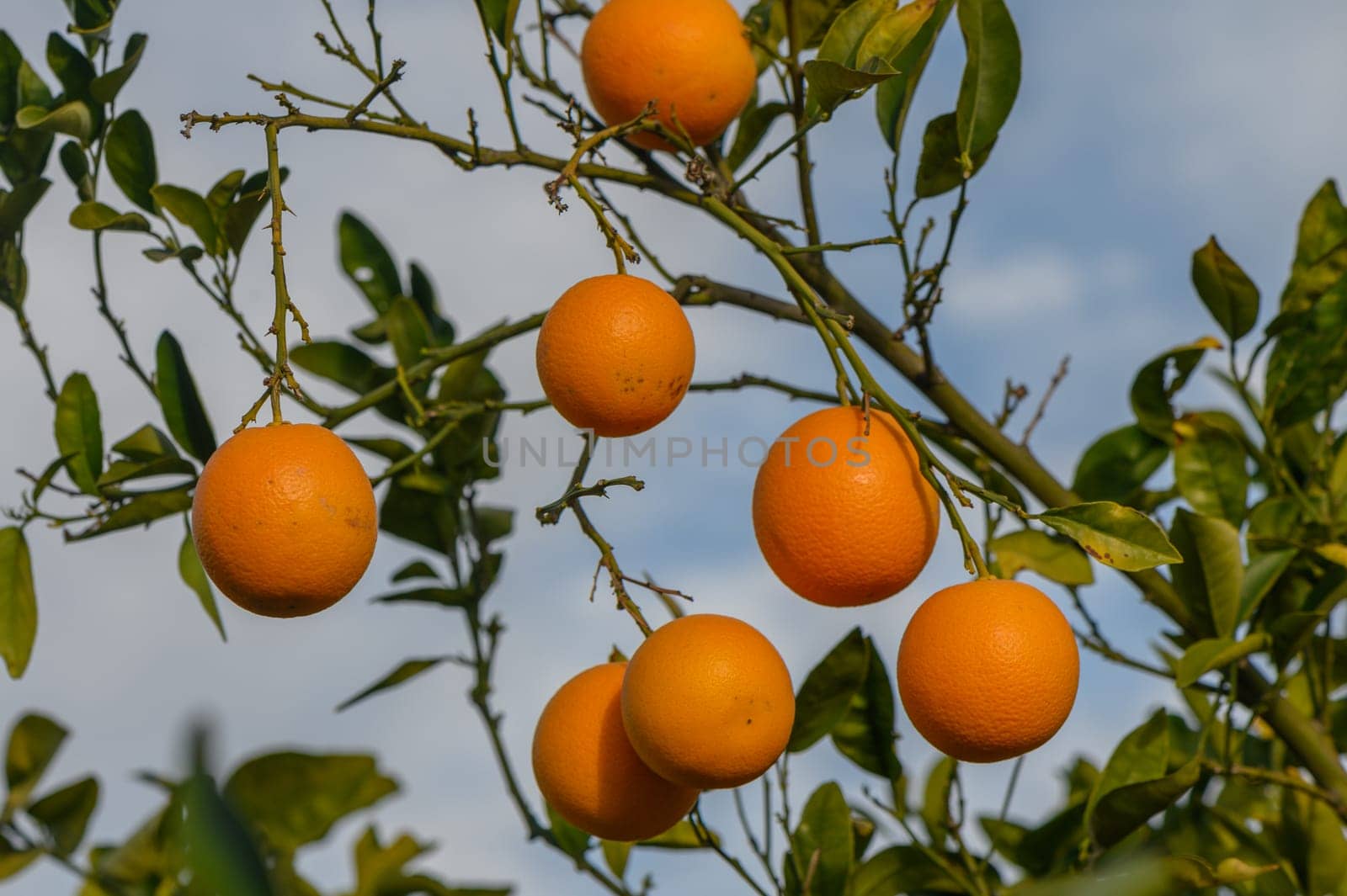 orange tree branches with ripe juicy fruits. natural fruit background outdoors 2