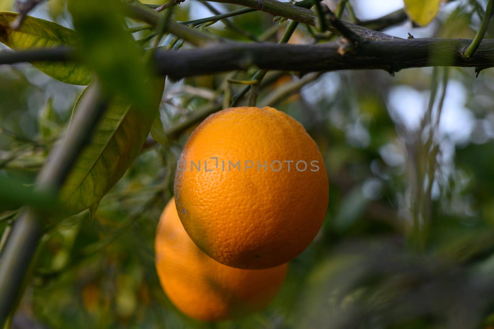 Ripe oranges hanging between the leaves on the branches of the trees of an organic citrus grove, in winter. Traditional agriculture. 1