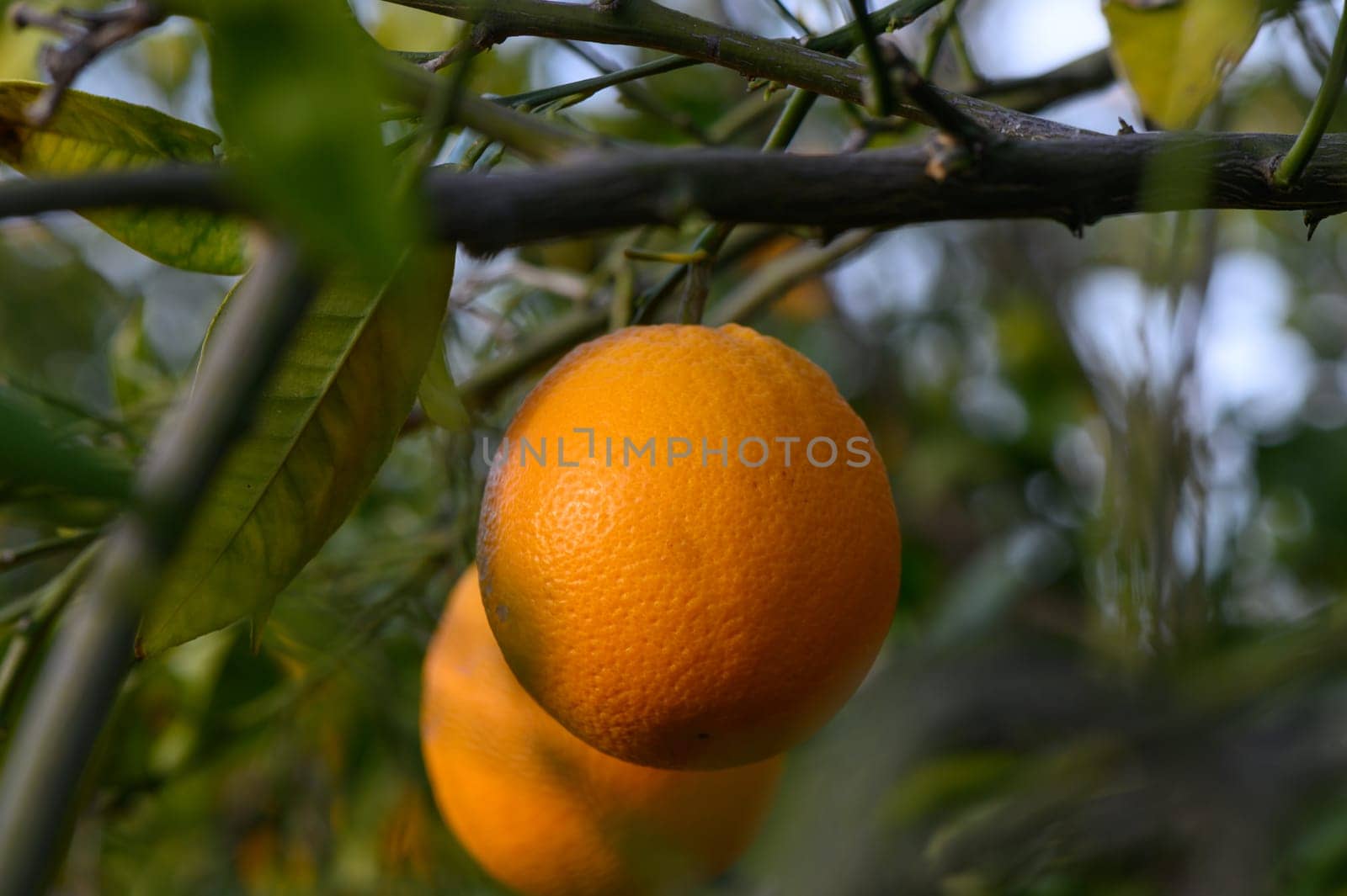 Ripe oranges hanging between the leaves on the branches of the trees of an organic citrus grove, in winter. Traditional agriculture. 1