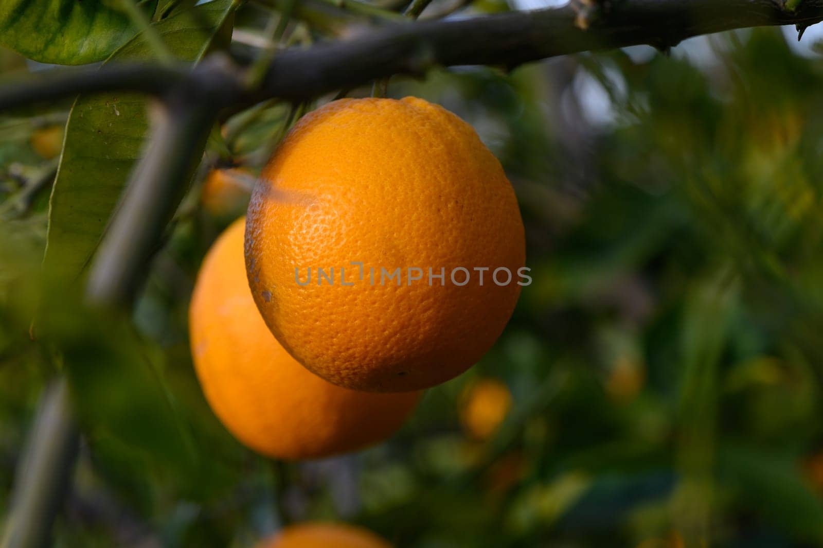 Ripe oranges hanging between the leaves on the branches of the trees of an organic citrus grove, in winter. Traditional agriculture. 2