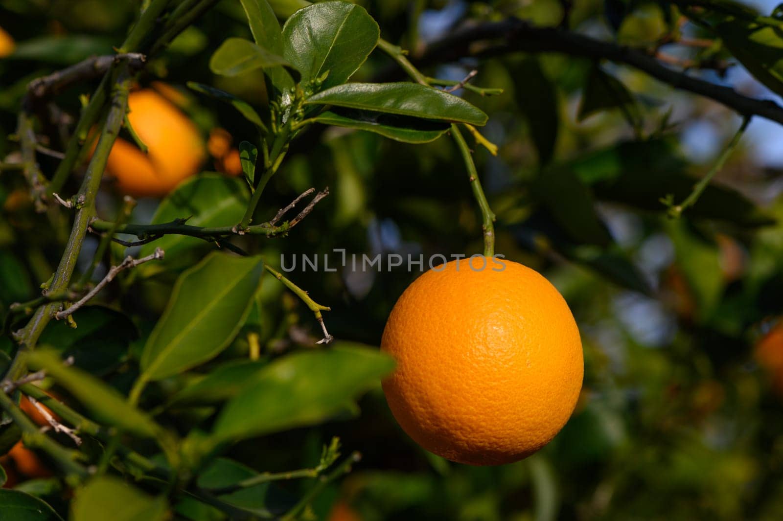 Bouquet of ripe oranges hanging on a tree, Cyprus, Gaziveren 2