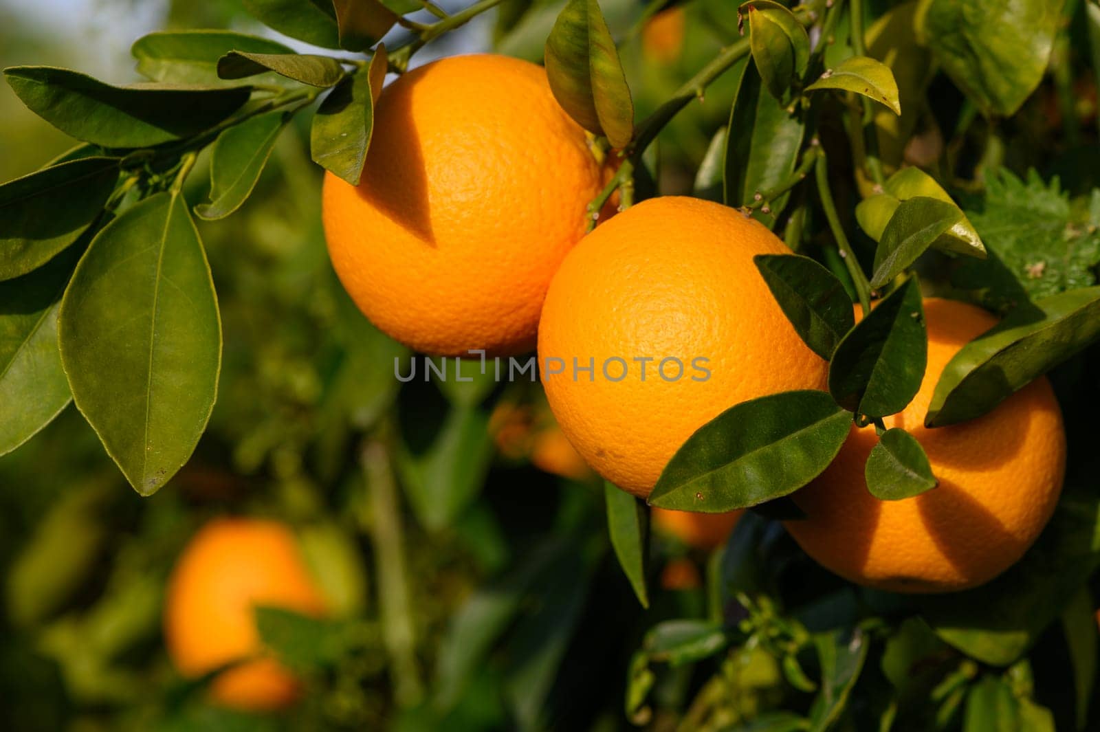 Bouquet of ripe oranges hanging on a tree, Cyprus, Gaziveren 5