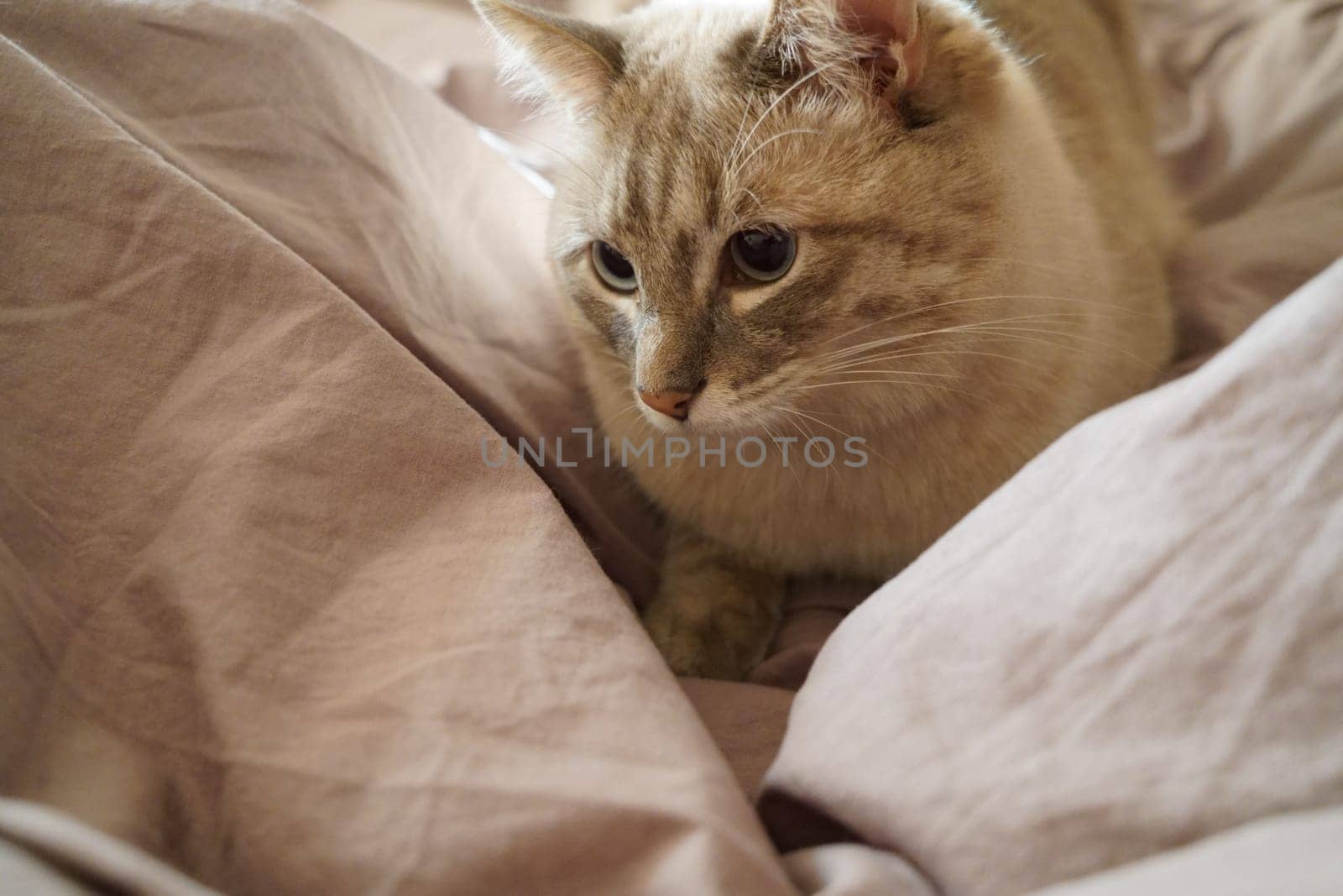 Front view of a cute beautiful Siamese breed cat on a classic brown blanket. High quality photo