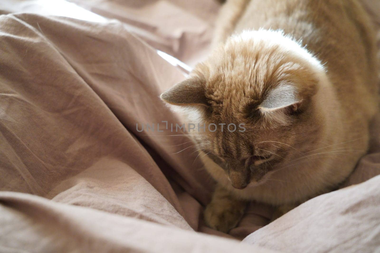 Front view of a cute beautiful Siamese breed cat on a classic brown blanket. High quality photo