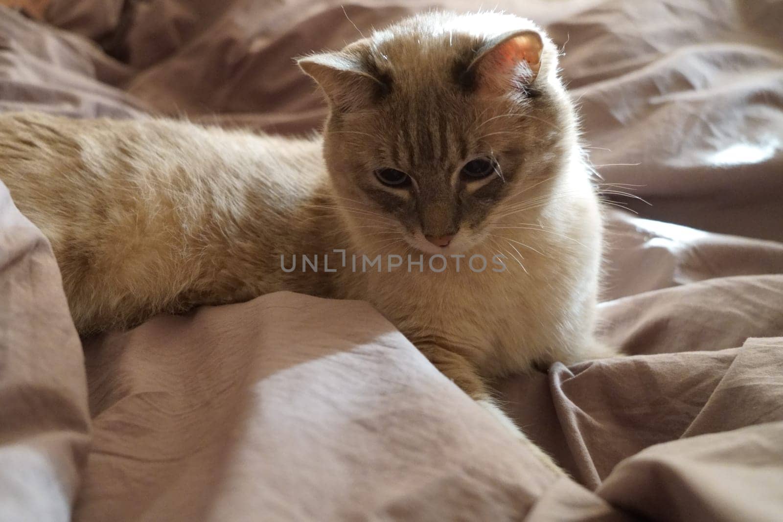 Front view of a cute beautiful Siamese breed cat on a classic brown blanket by tewolf