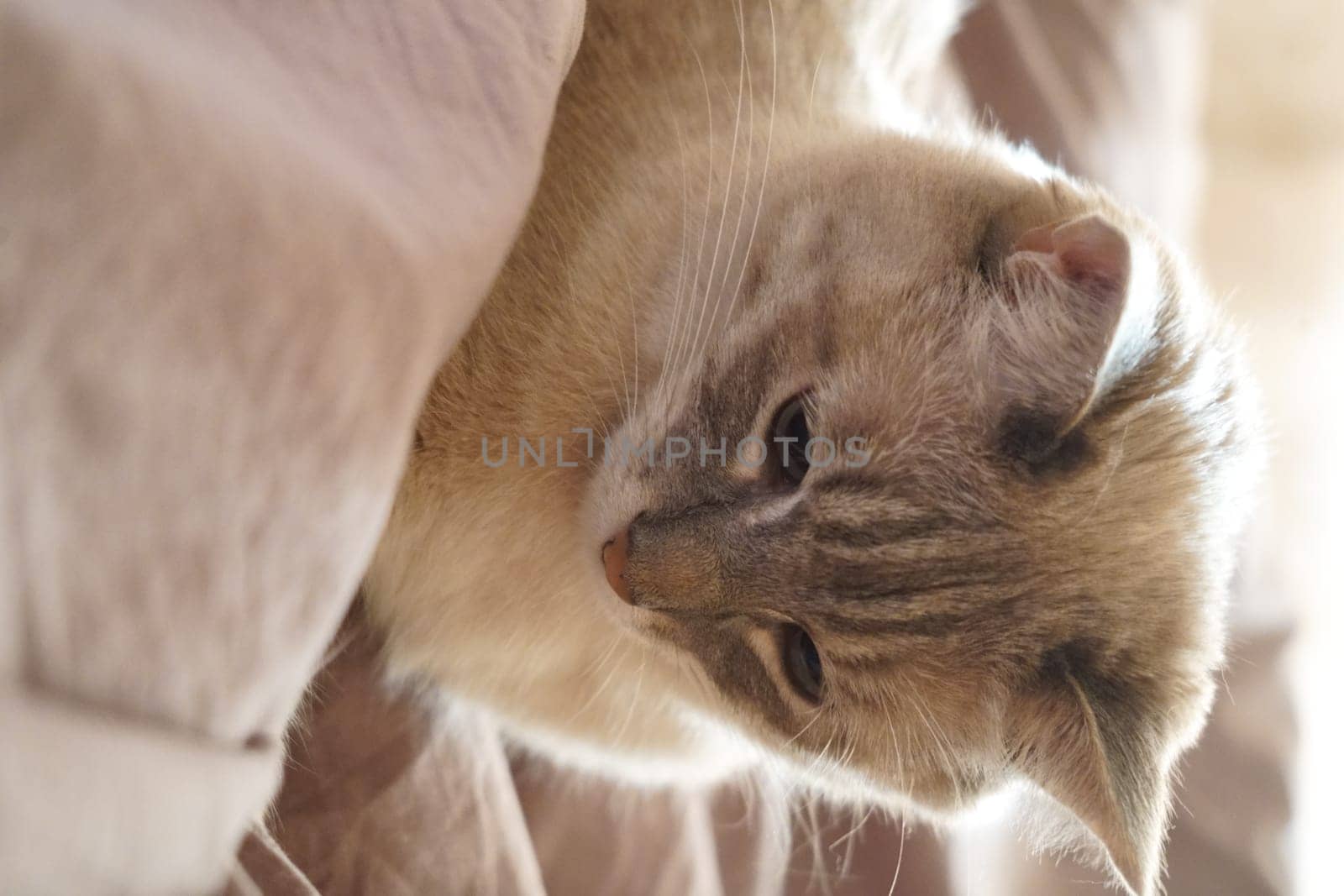 Front view of a cute beautiful Siamese breed cat on a classic brown blanket. High quality photo