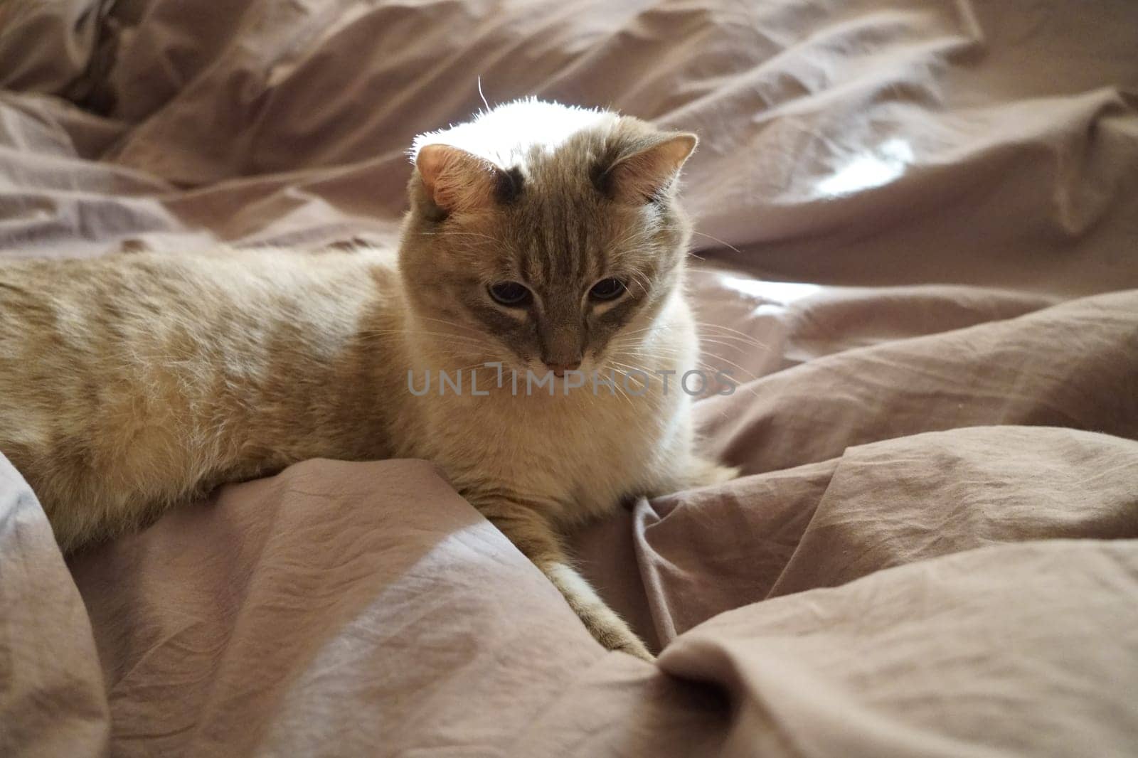 Front view of a cute beautiful Siamese breed cat on a classic brown blanket. High quality photo