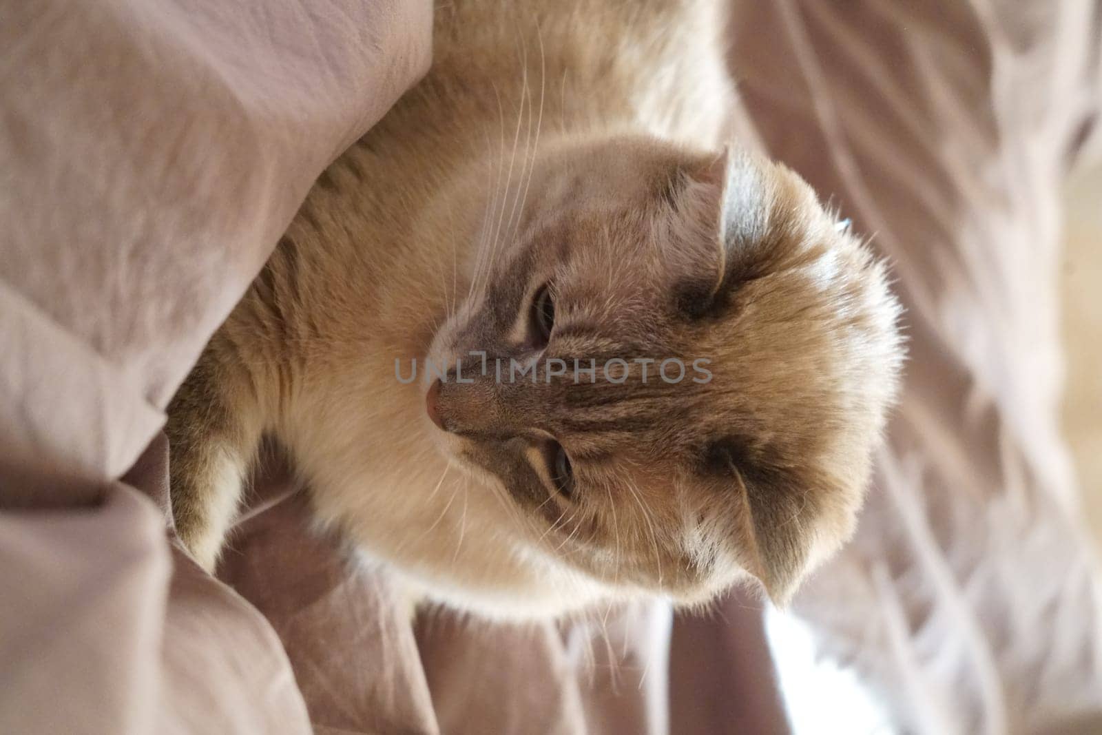 Front view of a cute beautiful Siamese breed cat on a classic brown blanket. High quality photo