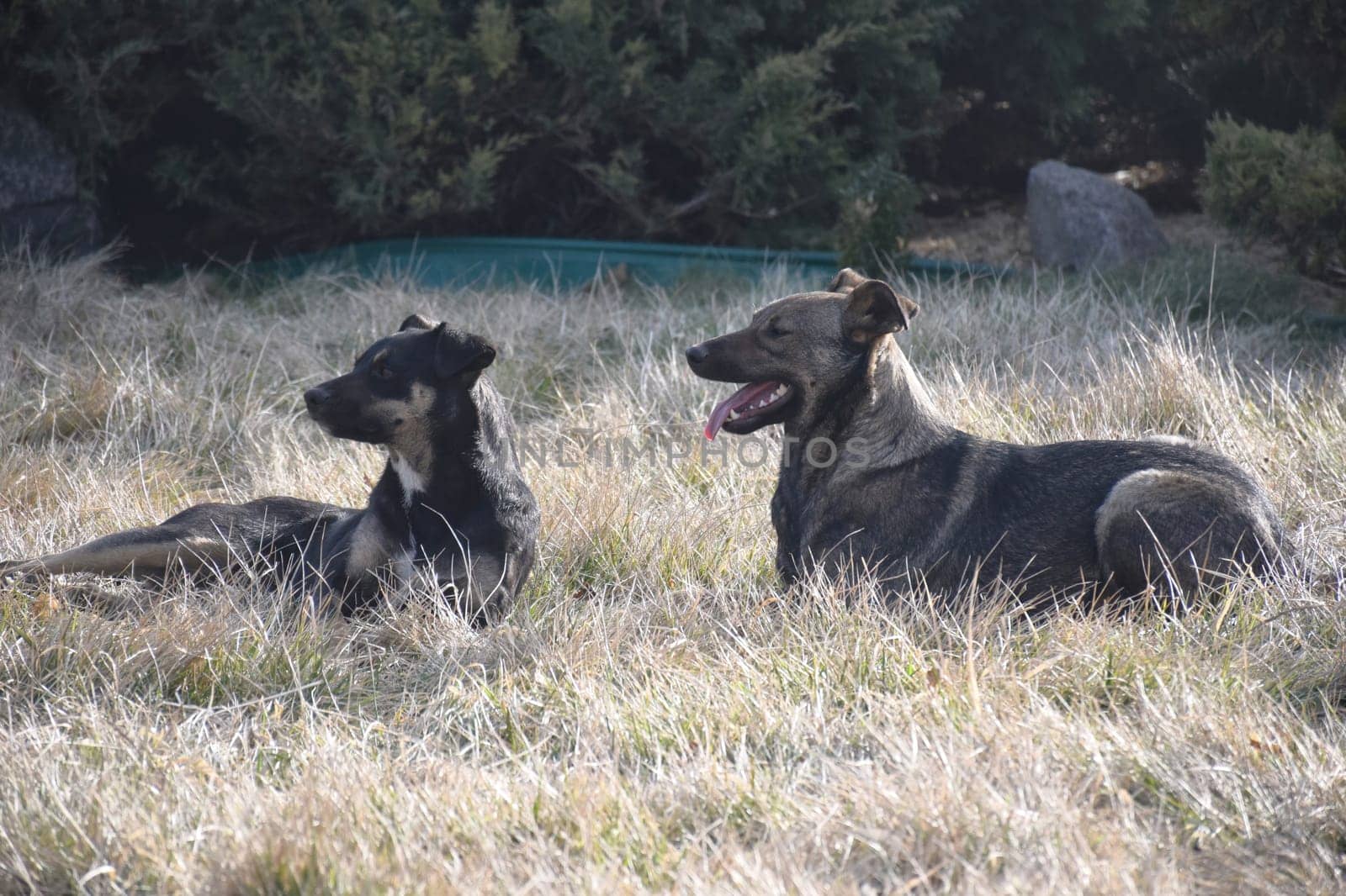 group of happy dogs border collies sitting on the grass in summer