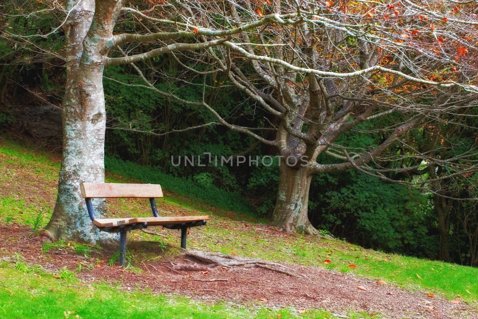 Autumn, nature and trees with bench in park for relax, scenery or forest environment in countryside. Agriculture, branches or woods for sustainability, natural landscape or field on grass for ecology by YuriArcurs