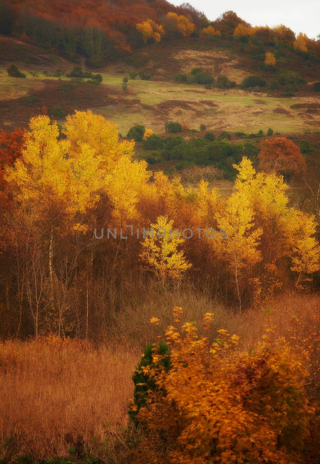 Autumn, nature or field and landscape in countryside with tree, hill or mountain environment in New Zealand. Agriculture, forest or woods for sustainability, scenery or location on grass for ecology.