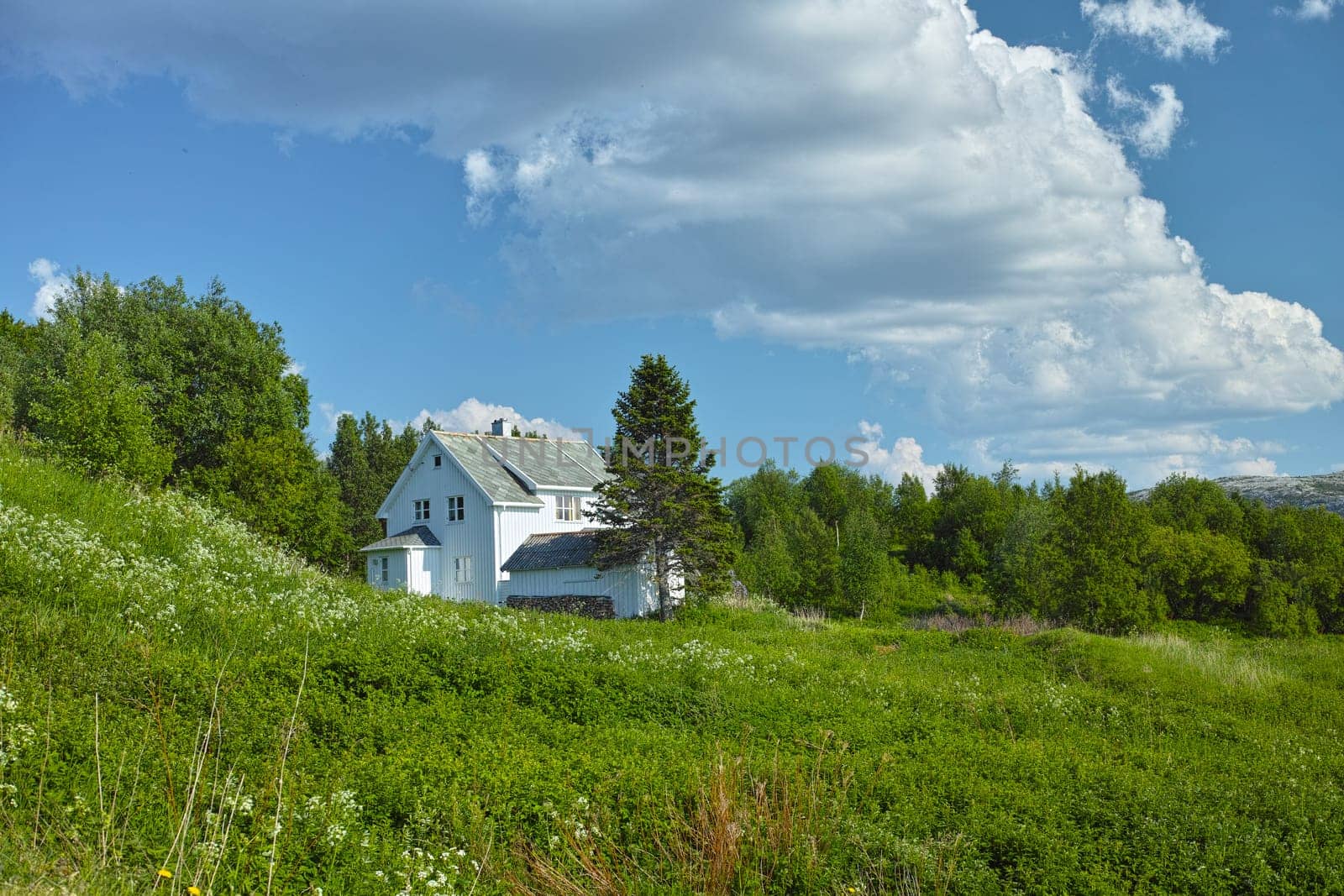 House, bush in village or countryside landscape, travel and adventure location with nature and buildings. Farm, real estate and property with architecture for holiday in Norway with trees and green.