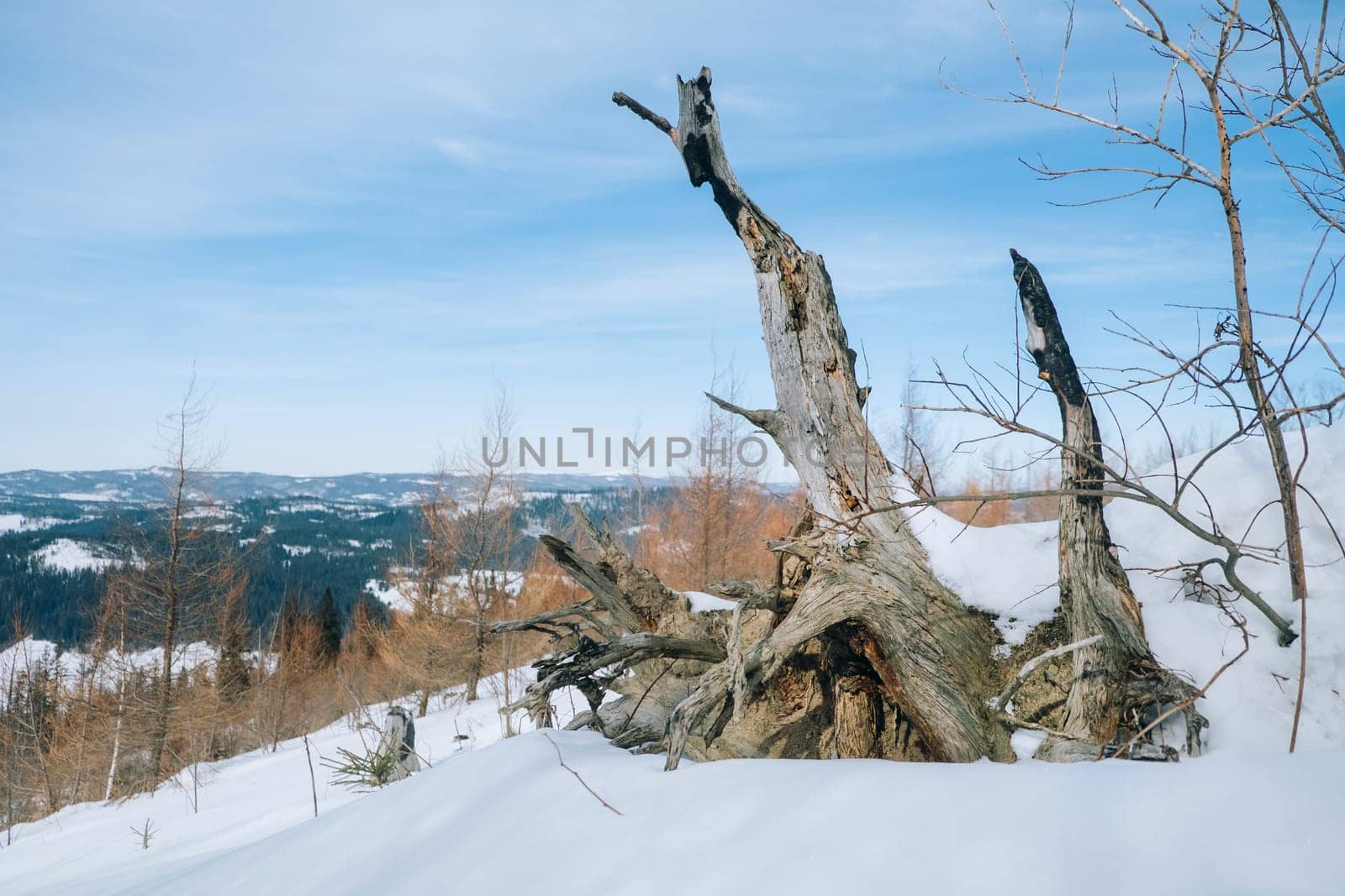 Snag on the peak of a mountain. Landscape of hill with snag, large snowy mountain range. Old tree root by igor010