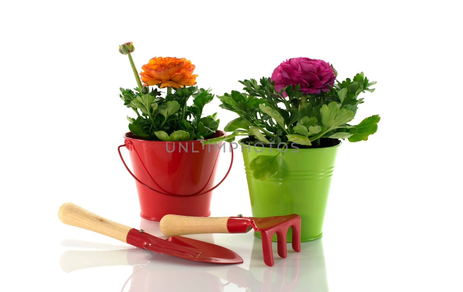 red and green bucket with spring flowers by compuinfoto