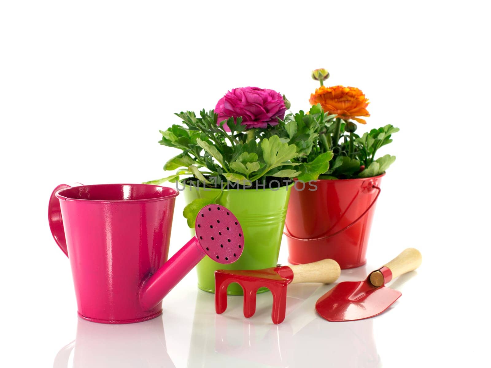 red and green bucket with spring flowers and gardening tools