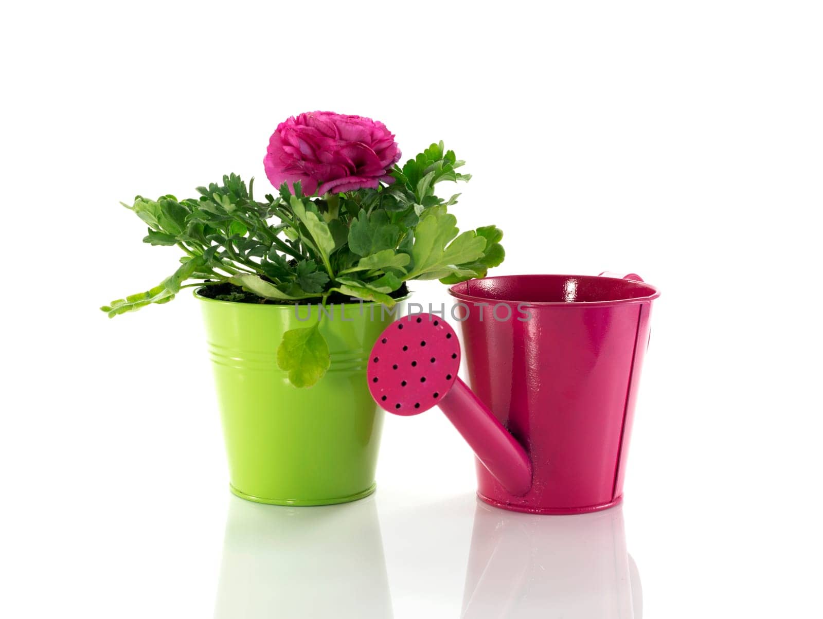 green bucket with spring flowers and watering can