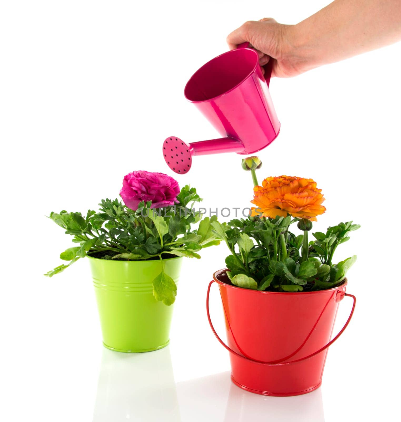 lady hand with watering can,red and green bucket with spring flowers and gardening tools