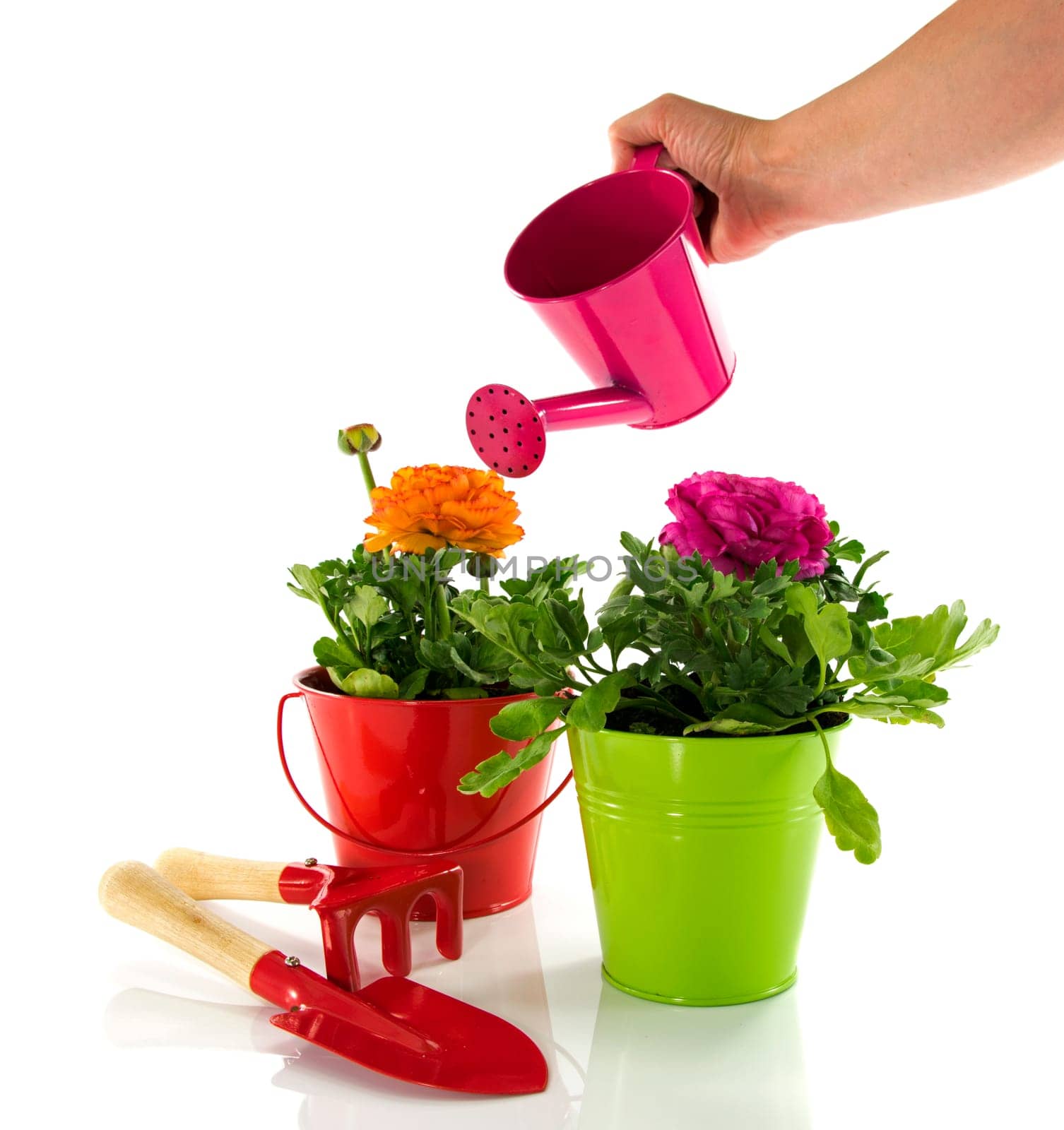 lady hand with watering can,red and green bucket with spring flowers and gardening tools