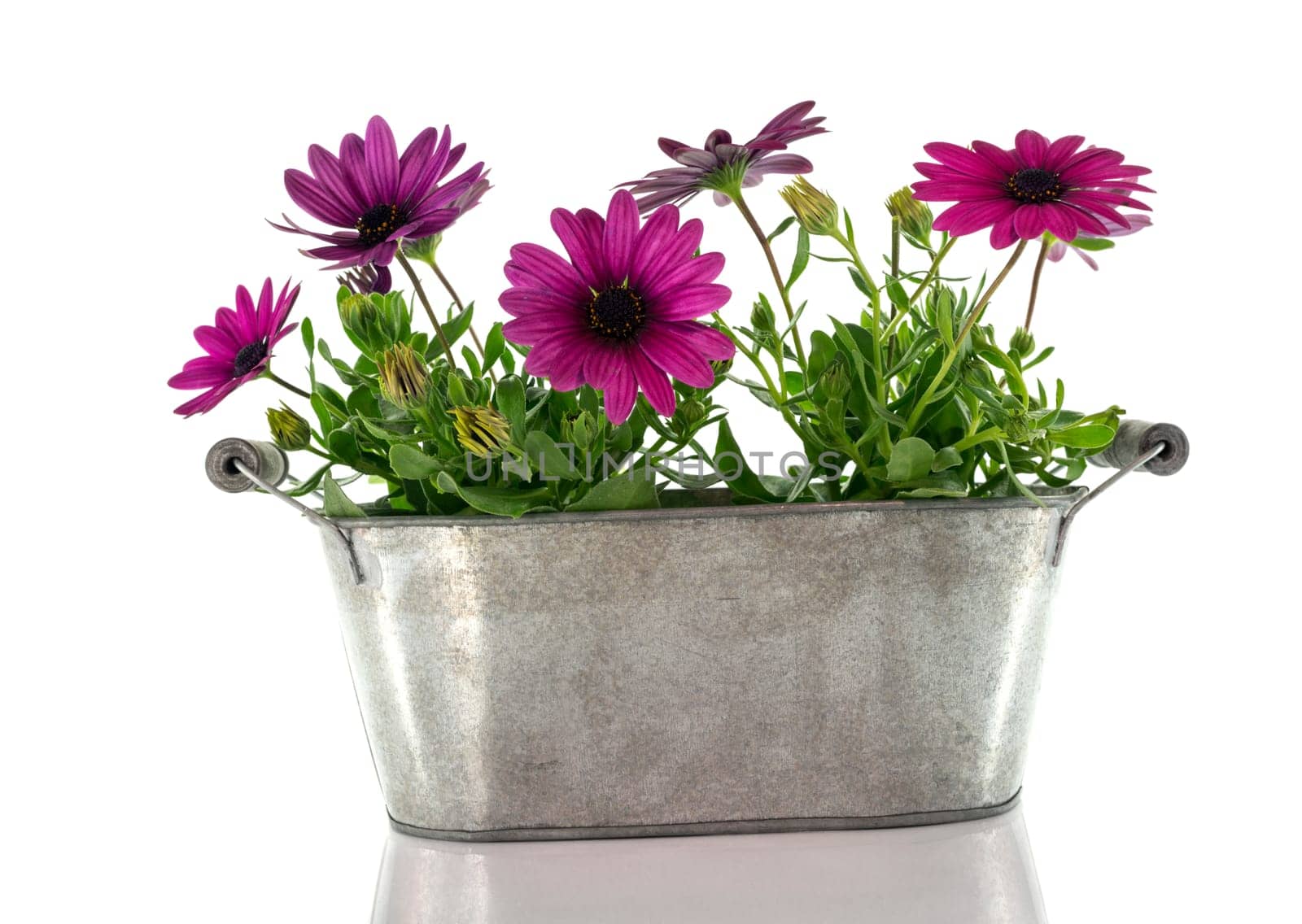 pink spanish daisy on white background by compuinfoto