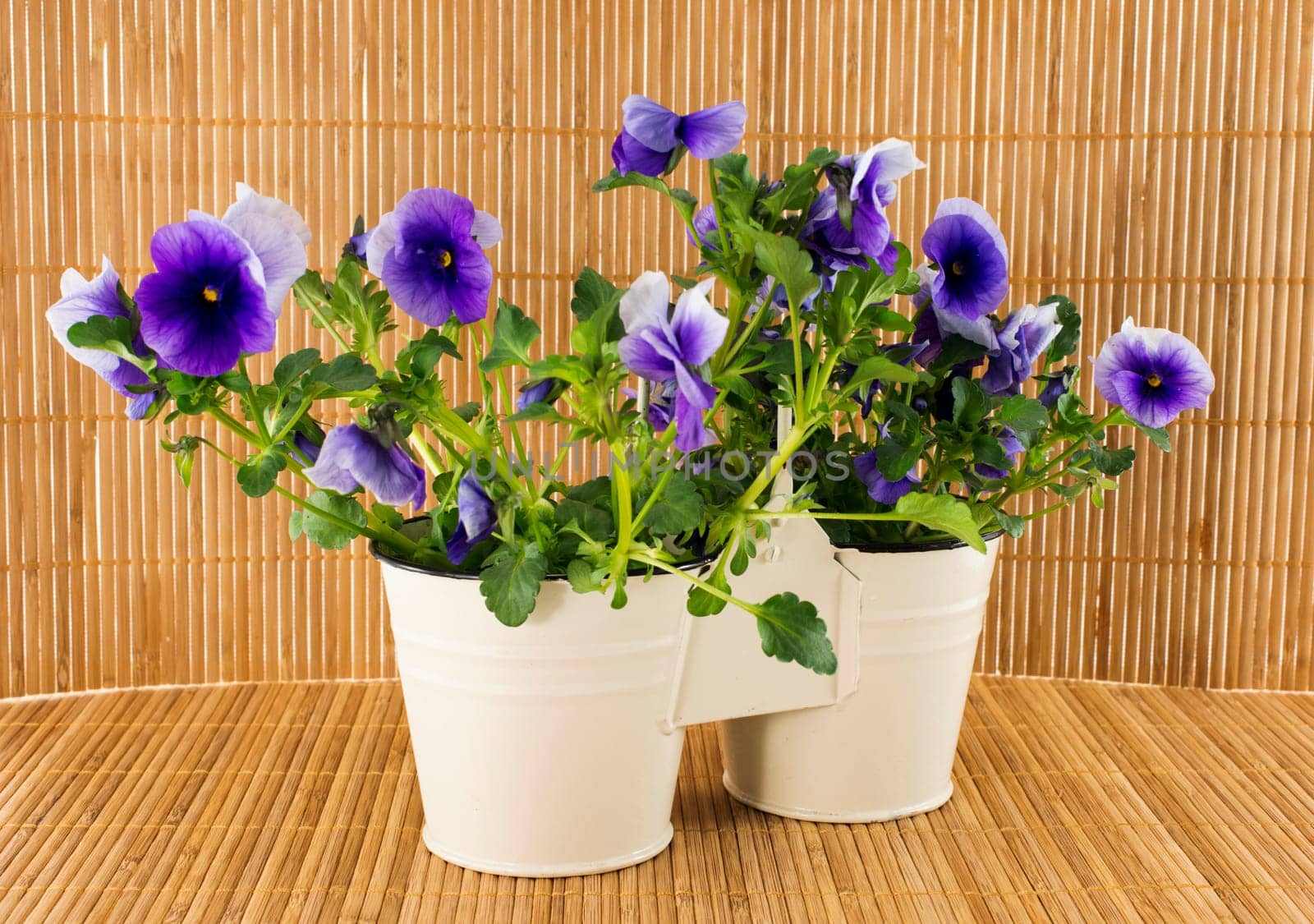 purple spring violets on bamboo background