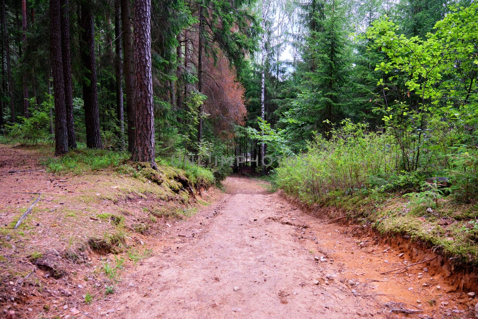 A sandy path descending into the depths of the forest