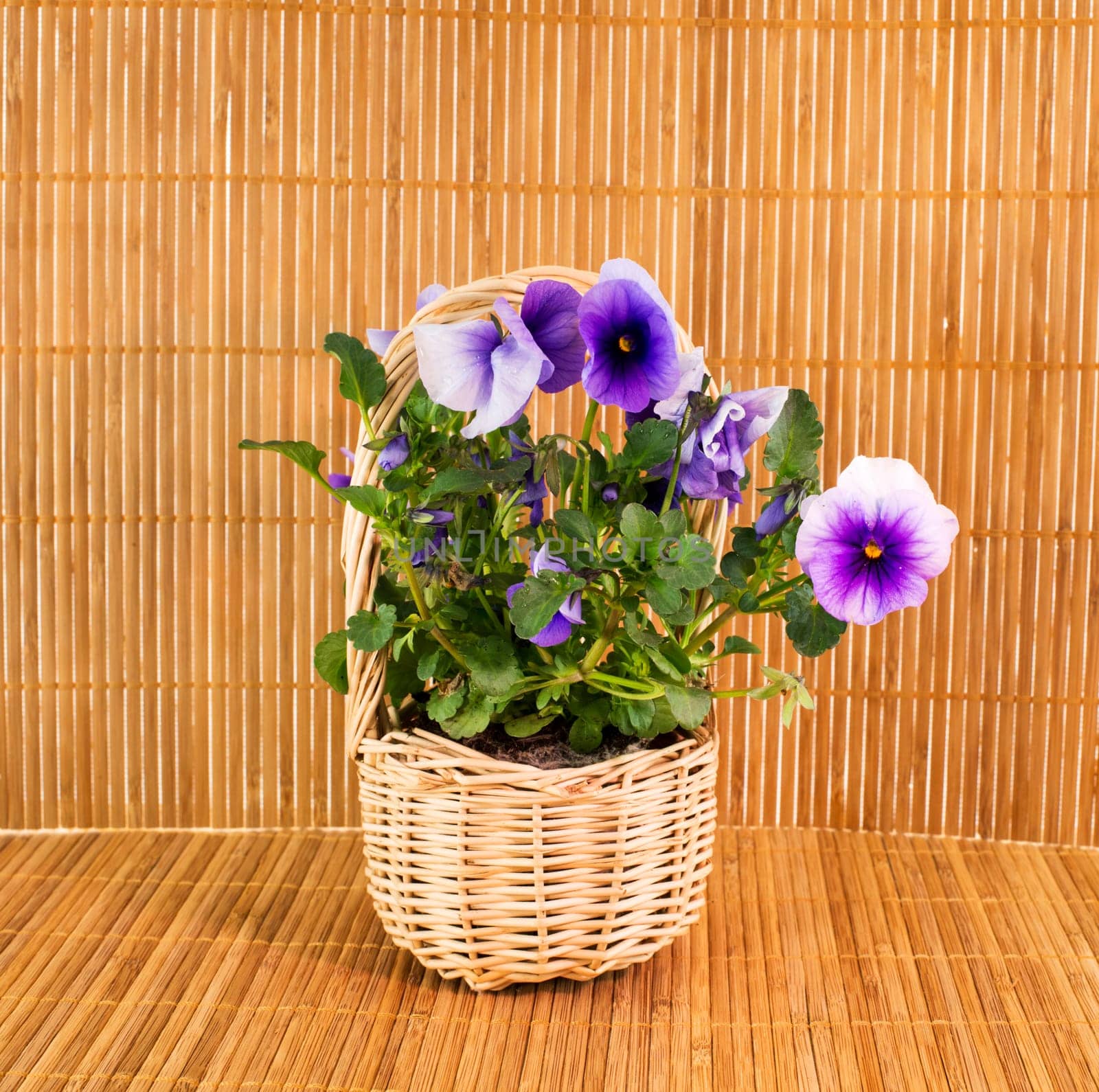 violets on bamboo background by compuinfoto