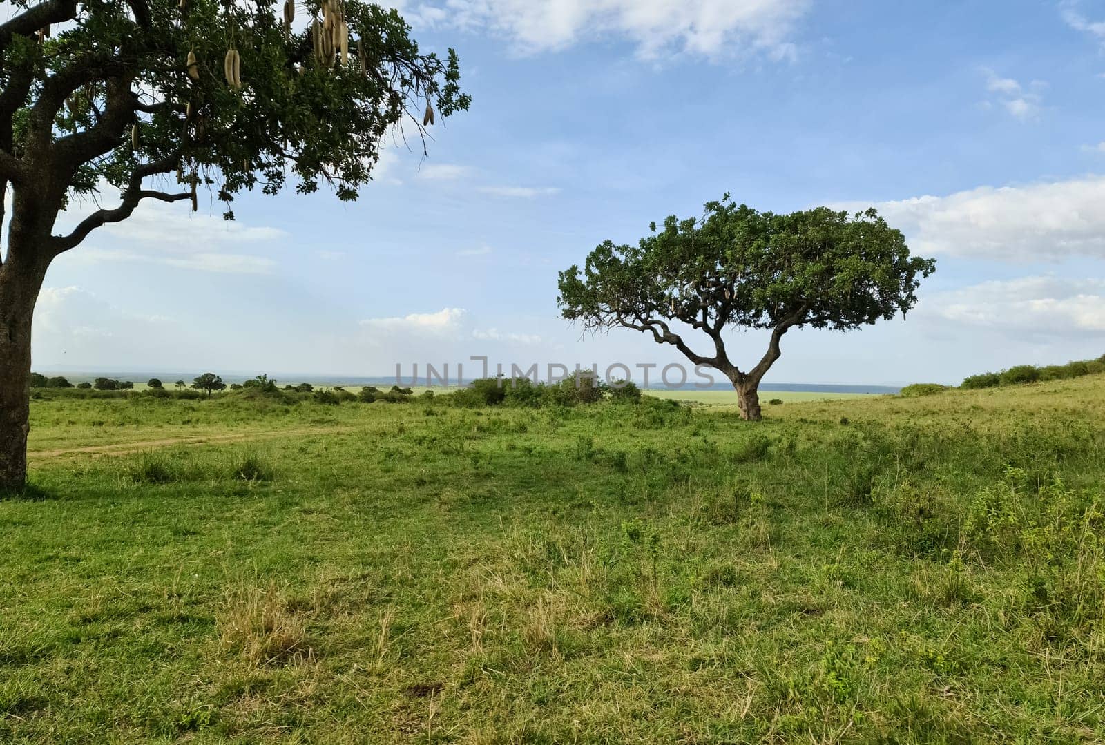 Typical African trees in the savannah of the Masai Mara Park in Kenya. by MP_foto71