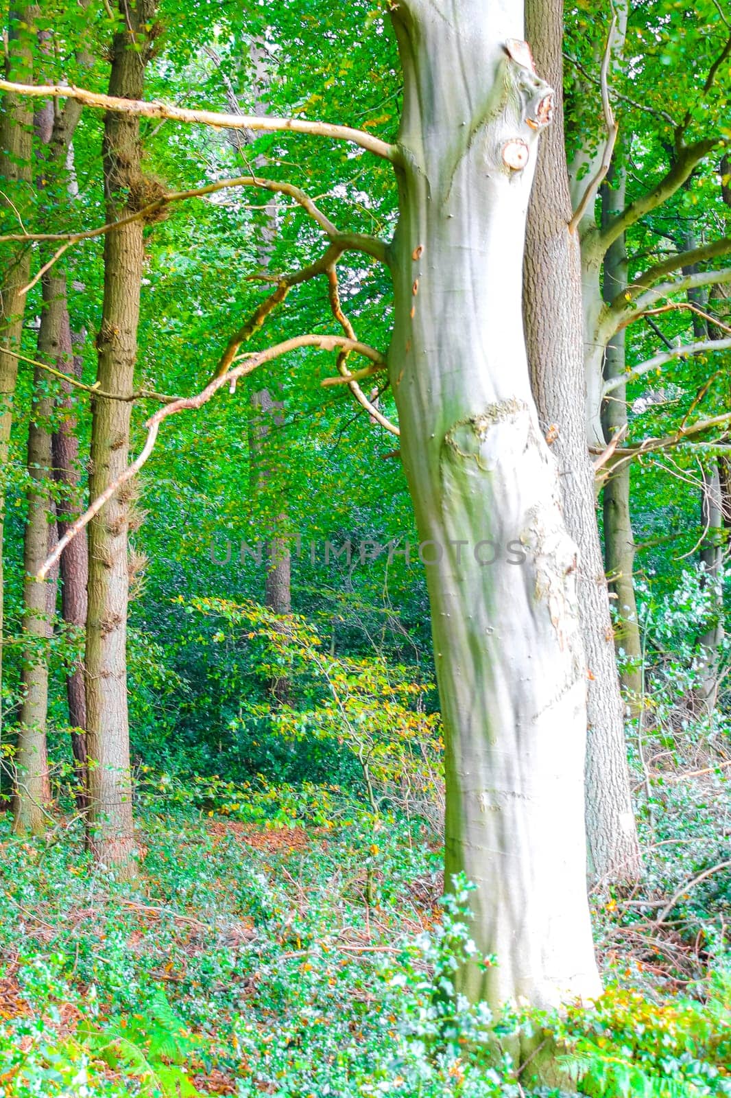 In the moorland forest Birch trees Beech trees forest and nature in Leherheide Bremerhaven Bremen Germany.