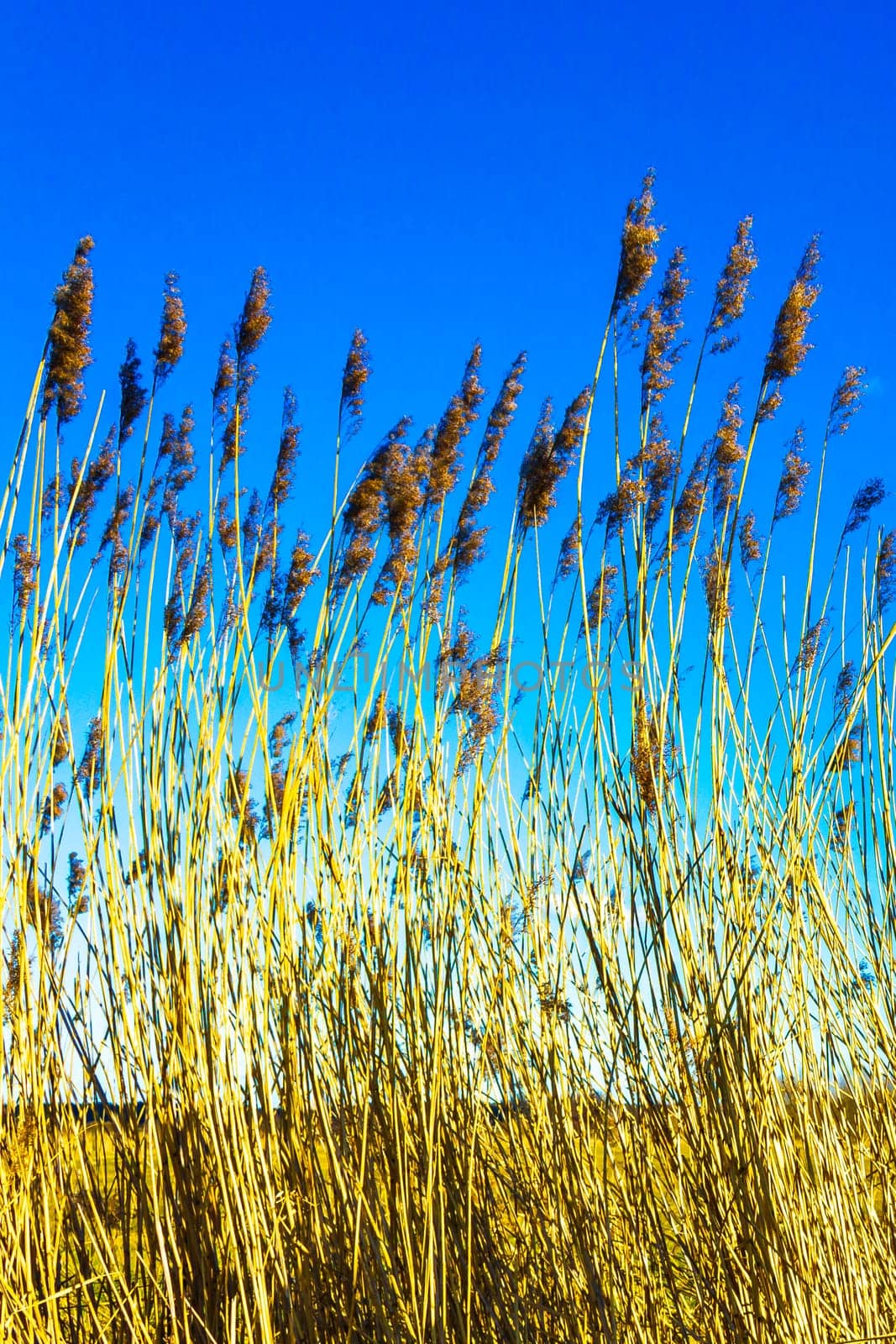 High wheat and rye barley with blue sky in Bürgerpark park in Geestemünde Bremerhaven Bremen Germany.