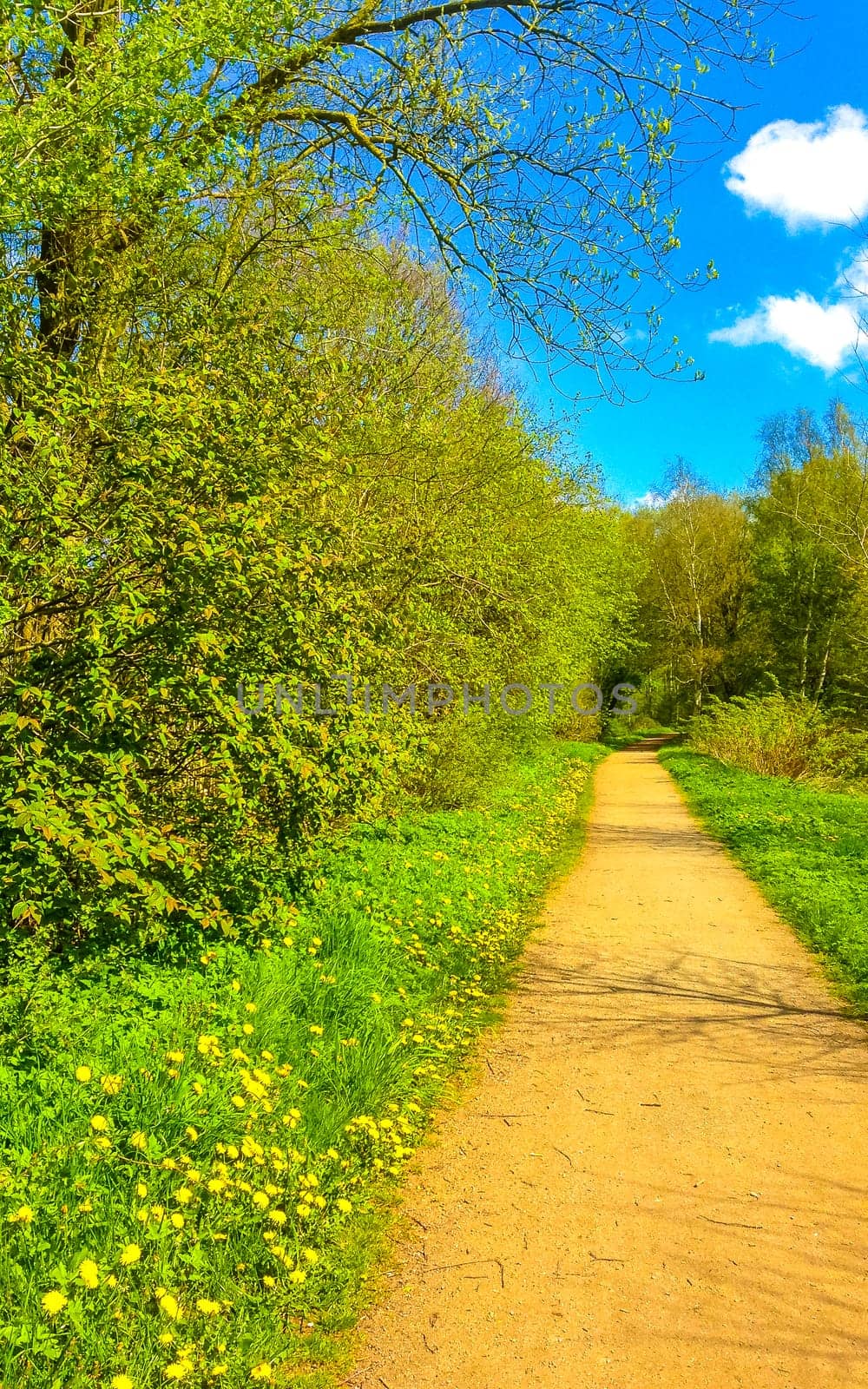 Natural beautiful panorama view on sunny day with walking path walkway trail road green plants trees in the forest of Leherheide Bremerhaven Germany.