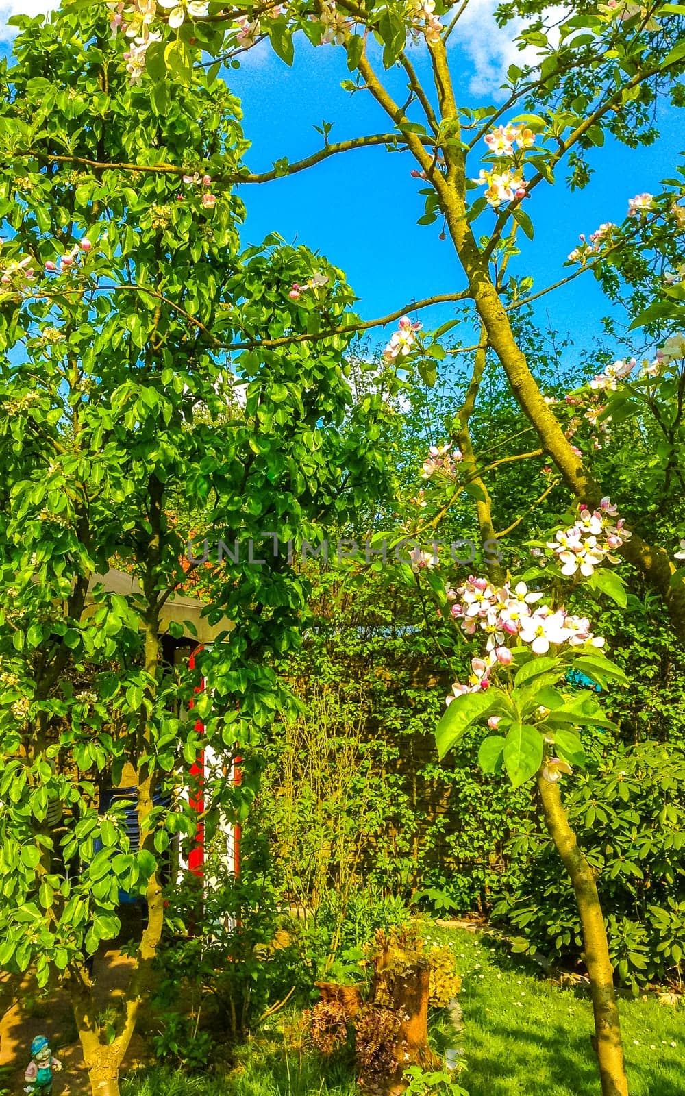 White and pink scented fresh apple tree pear tree flowers. by Arkadij