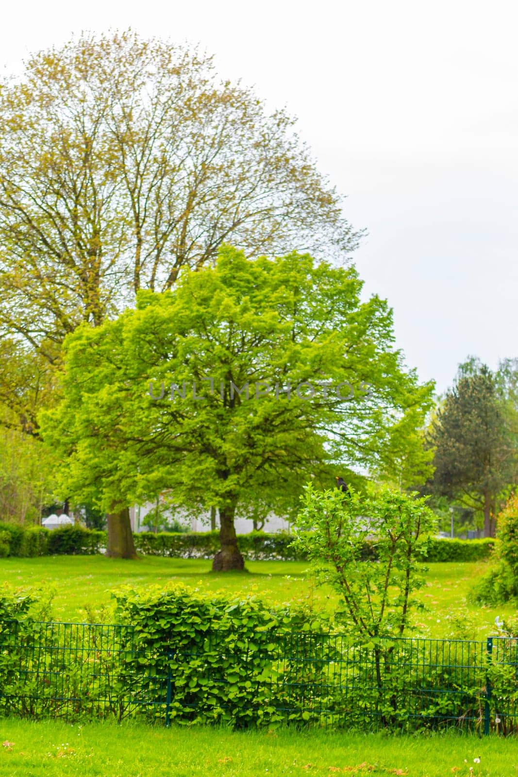 Natural beautiful panorama view on sunny day with green plants trees in the forest of Leherheide Bremerhaven Germany.