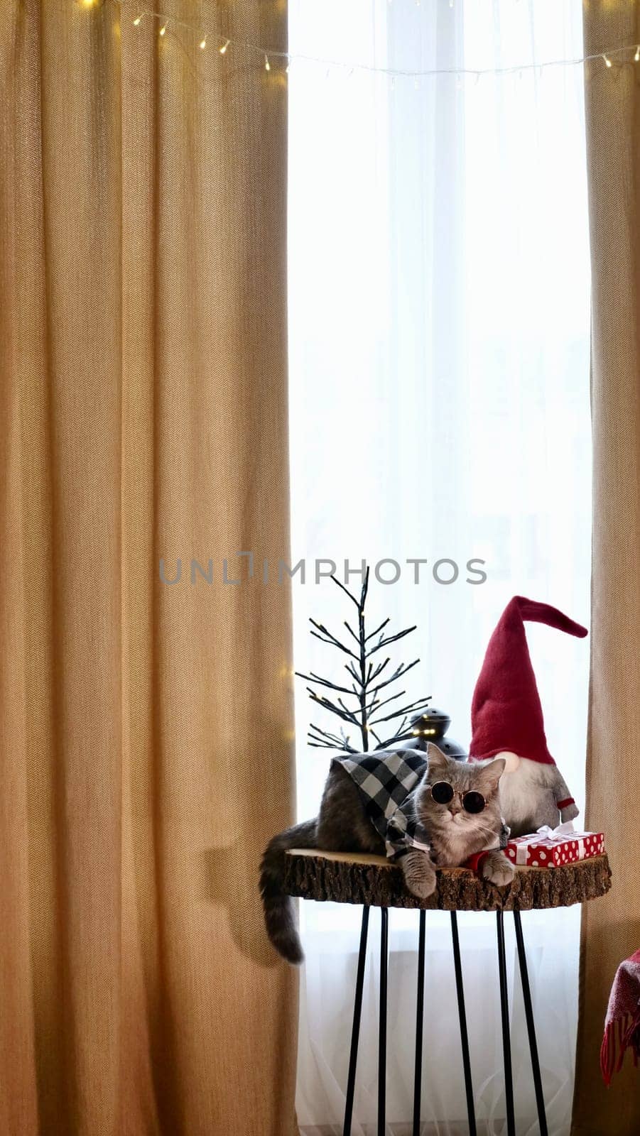 Scottish straight eared cat with glasses and red decorations on Happy New Year, celebrating Holiday Merry Christmas. Pet sitting on the table at home