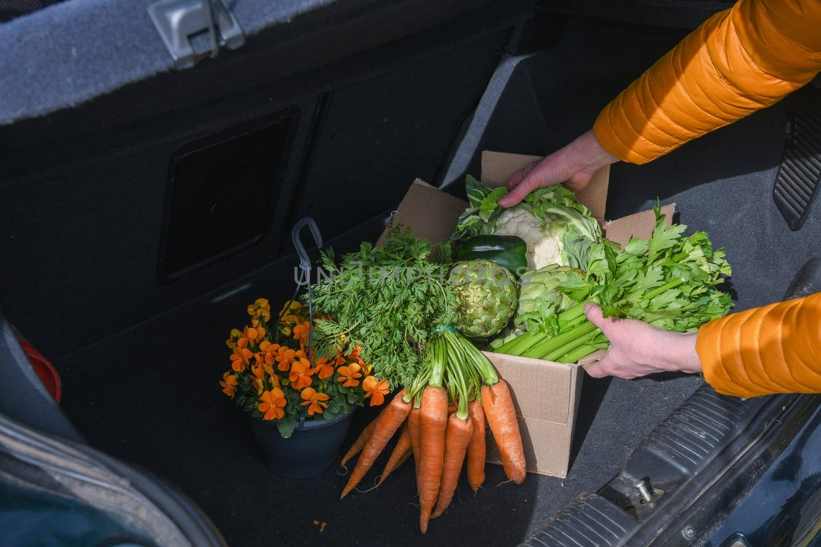 woman takes out a cardboard box with an assortment of fresh vegetables from the trunk of a car, organic food by KaterinaDalemans