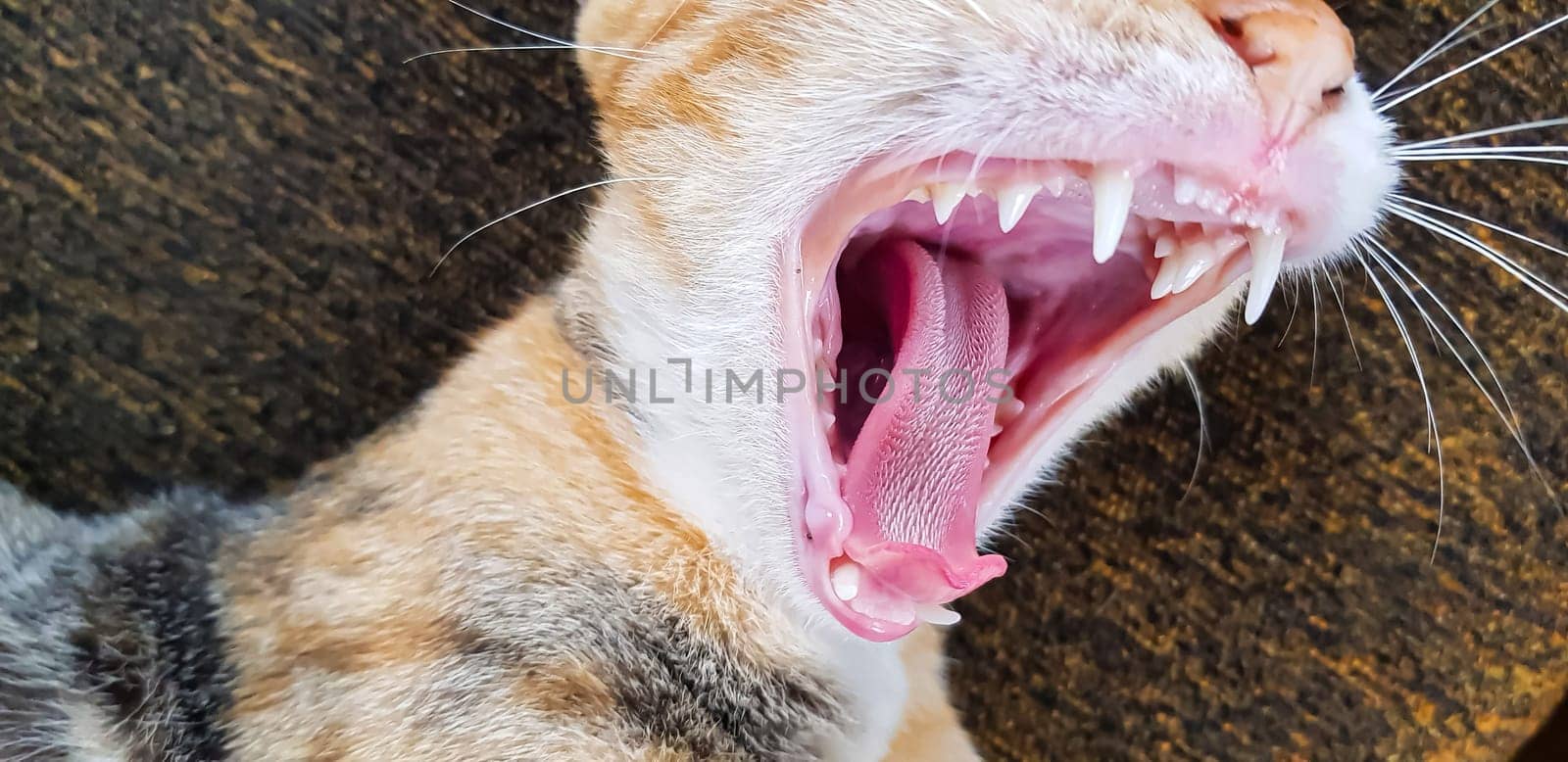 Young cat expression when playing with us, looks up, and opening its mouth also give the look, meows, smiles close-up, top view, soft selective focus