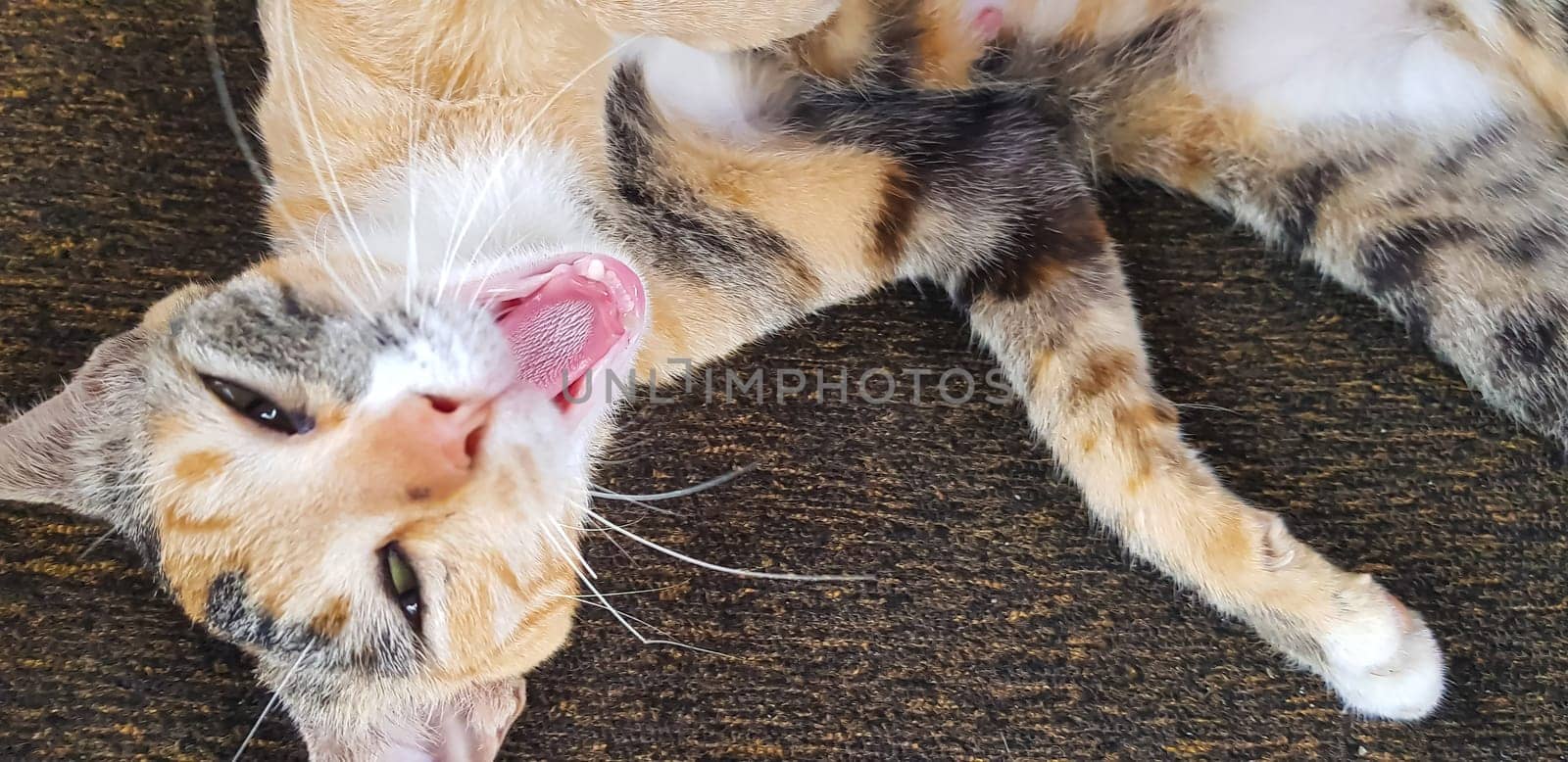 Young cat expression when playing with us, looks up, and opening its mouth also give the look, meows, smiles close-up, top view, soft selective focus