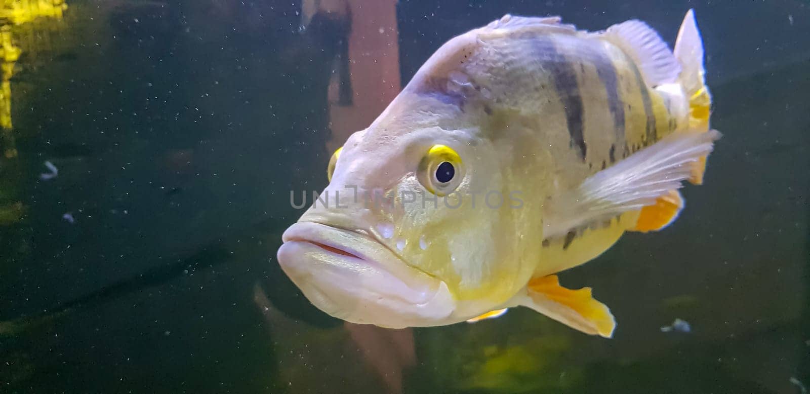 Beautiful Orinoco Peacock bass or Cichla Ocellaris, butterfly peacock bass is a very large species of cichlid from South America
