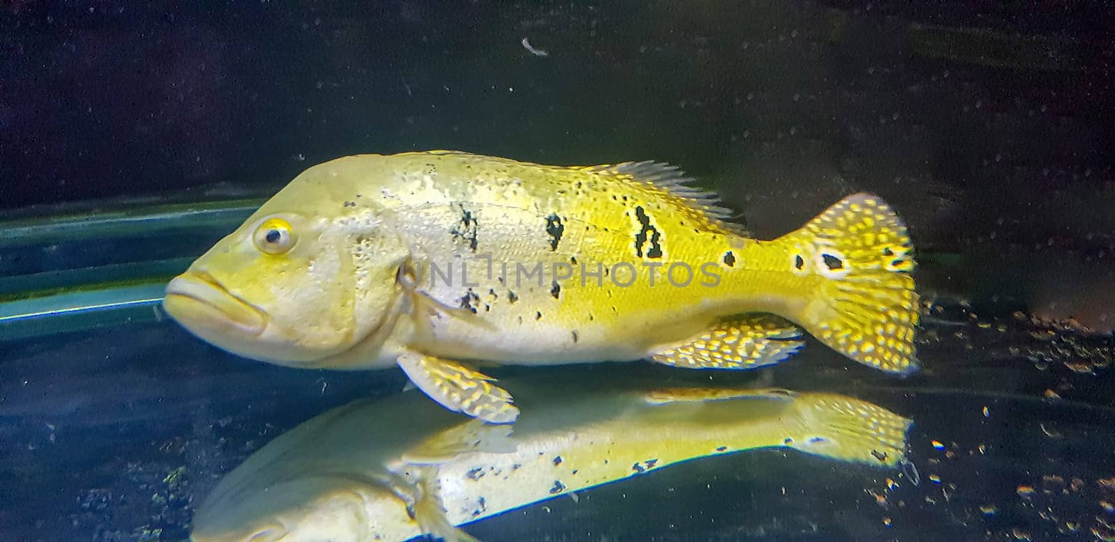 Beautiful Orinoco Peacock bass or Cichla Ocellaris, butterfly peacock bass is a very large species of cichlid from South America