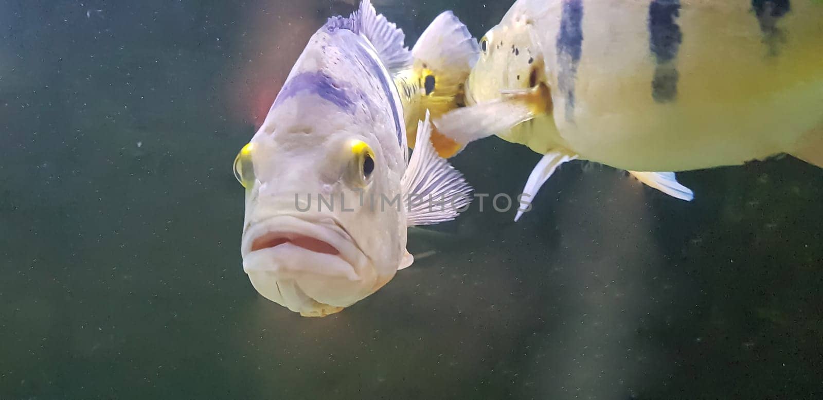Beautiful Orinoco Peacock bass or Cichla Ocellaris, butterfly peacock bass is a very large species of cichlid from South America