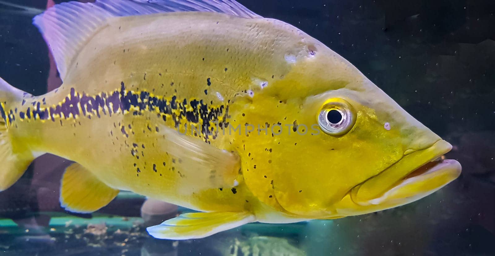 Beautiful Orinoco Peacock bass or Cichla Ocellaris, butterfly peacock bass is a very large species of cichlid from South America