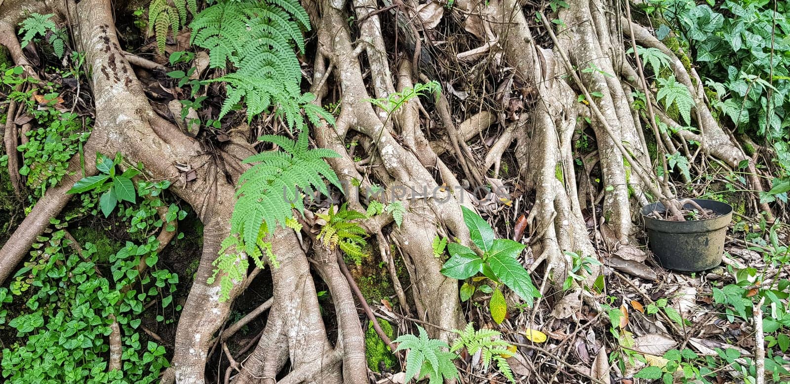 Southeast Asian tropical forest in August, rain forest, jungle in asia, damp forest, green rainforest Scary fairy tale looking forest