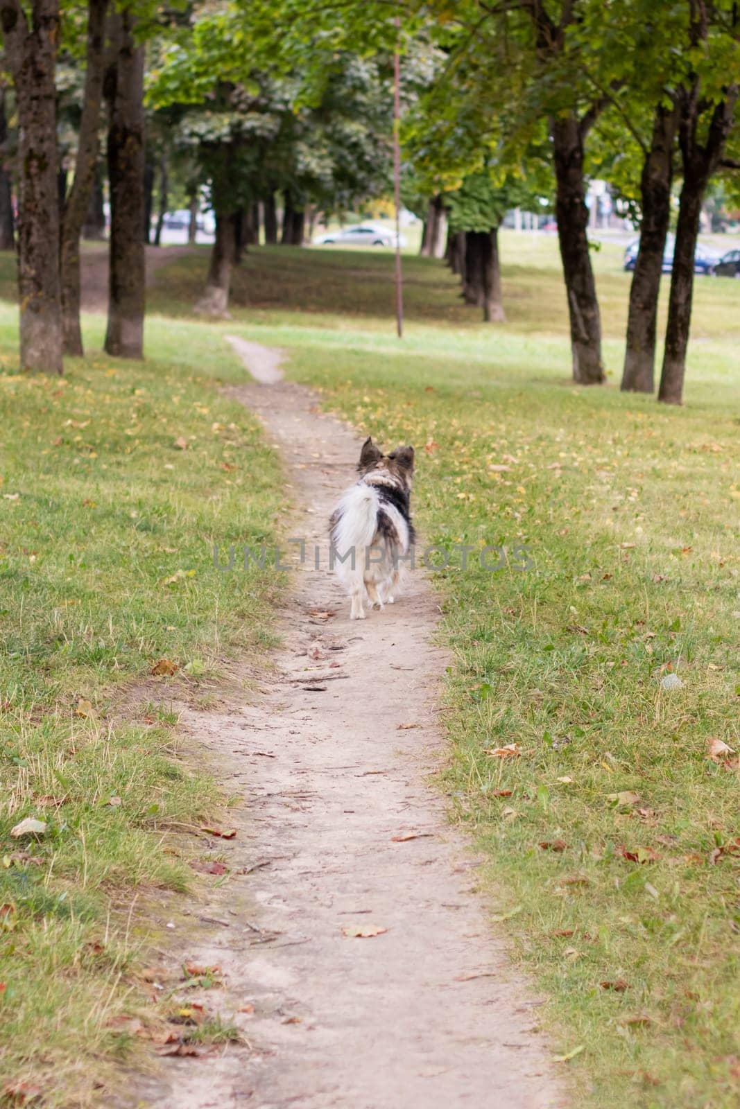 Joyful dog running through autumn park close up